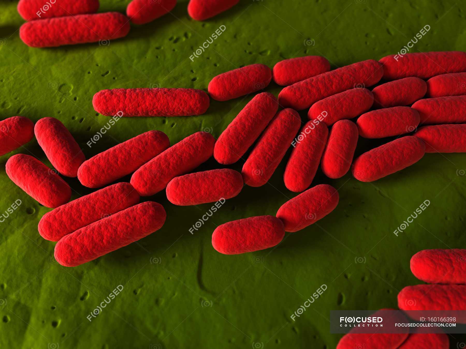 Rodshaped bacterial organisms — bacteriology, Rod Shape Stock Photo