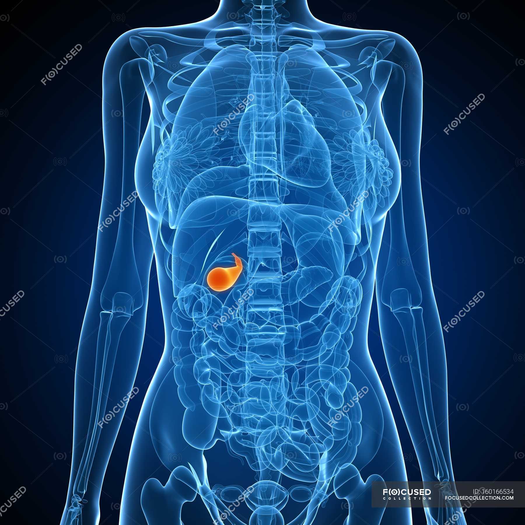Healthy gallbladder anatomy — normal, gall bladder - Stock Photo ...