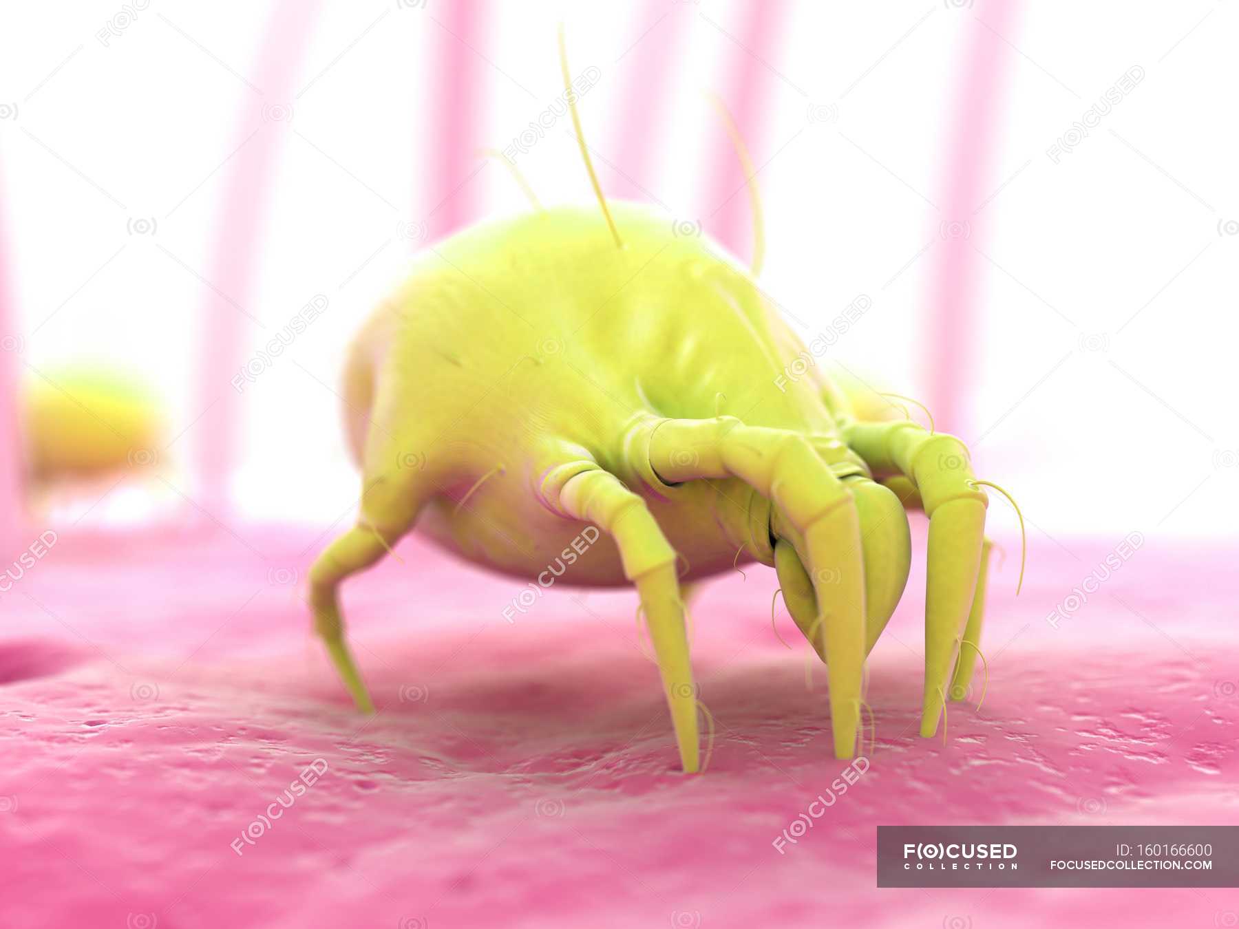 dust mite in living room