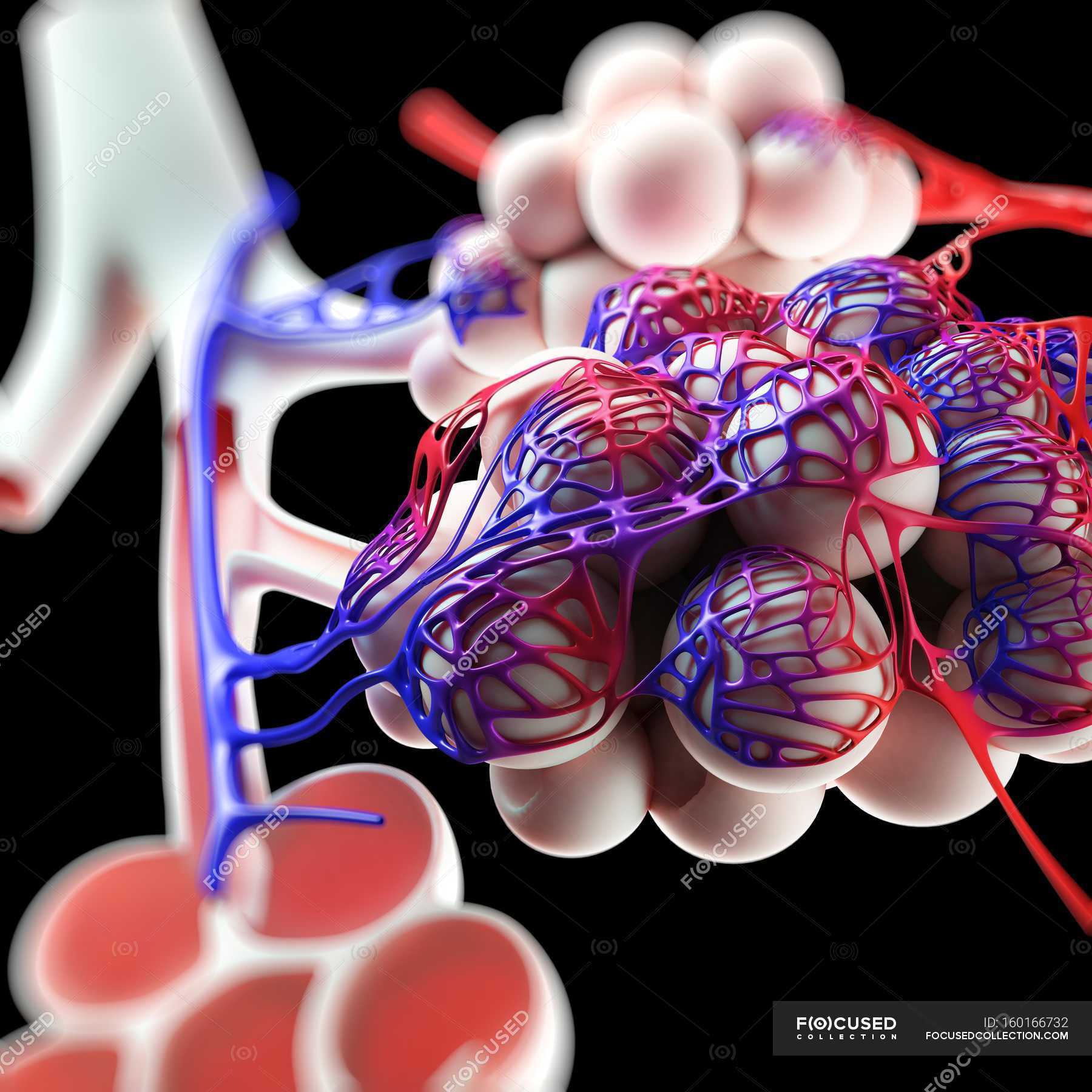 Anatomia Normale Degli Alveoli Umani Fisiologia Umana Sfondo Nero Stock Photo