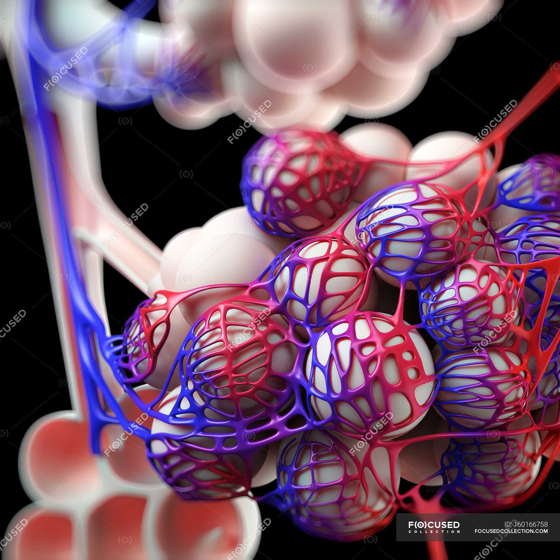 Normal Human Alveoli Anatomy Medical Illustration Illustration Stock Photo