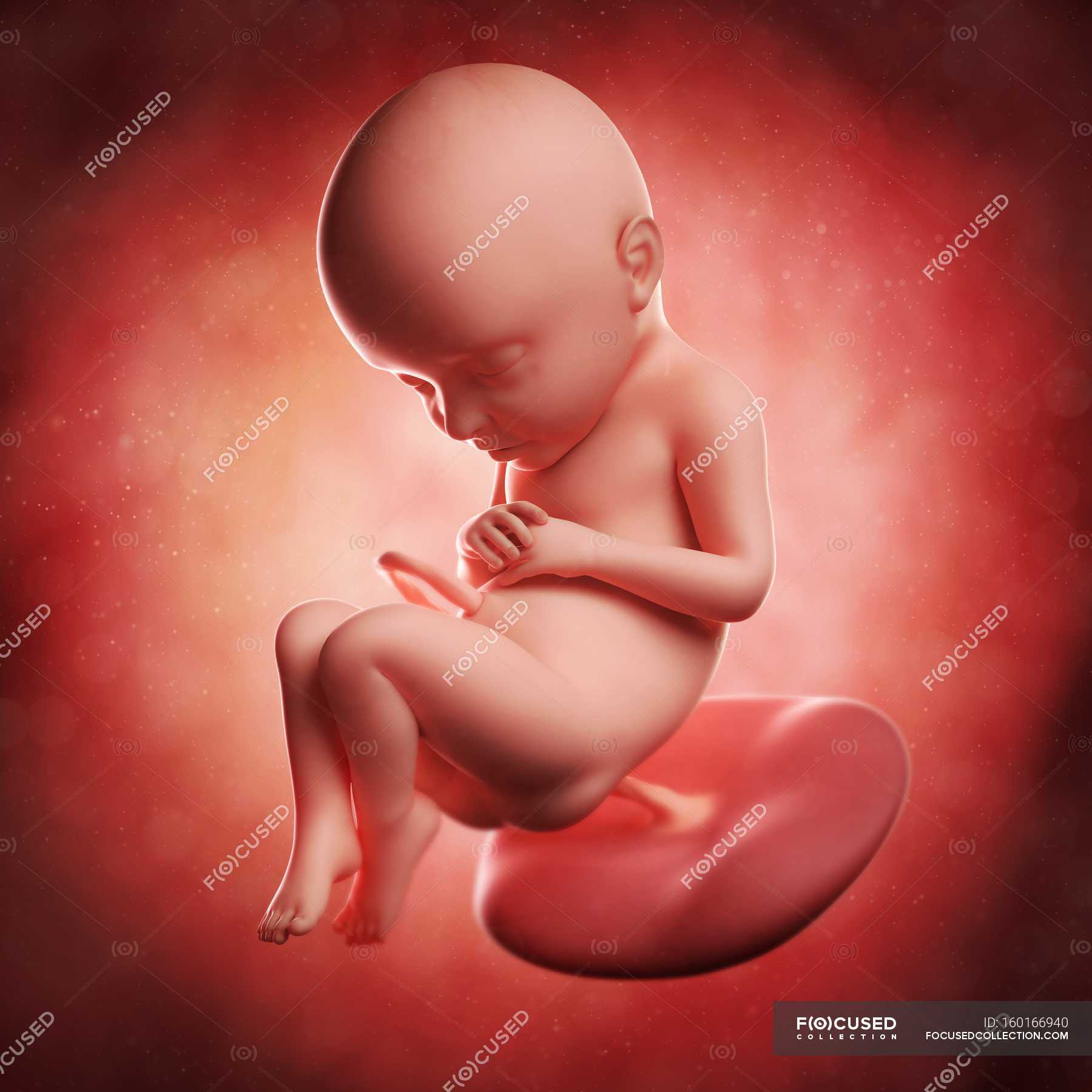 32недели картинки ребёнка