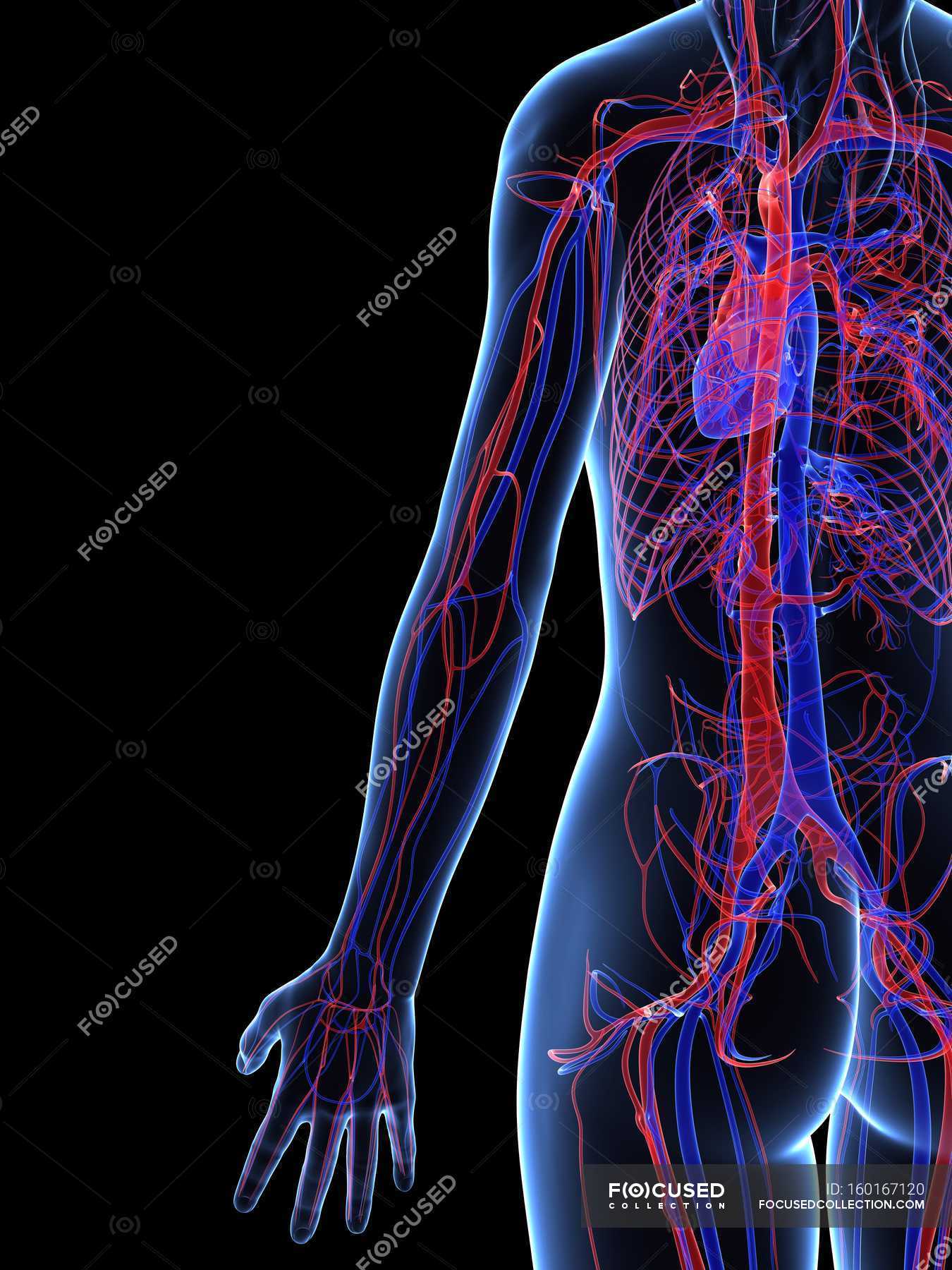Cardiovascular system showing veins and arteries — network, blood - Stock Photo | #160167120 Cardiovascular system showing veins and arteries — network, blood - Stock Photo | #160167120