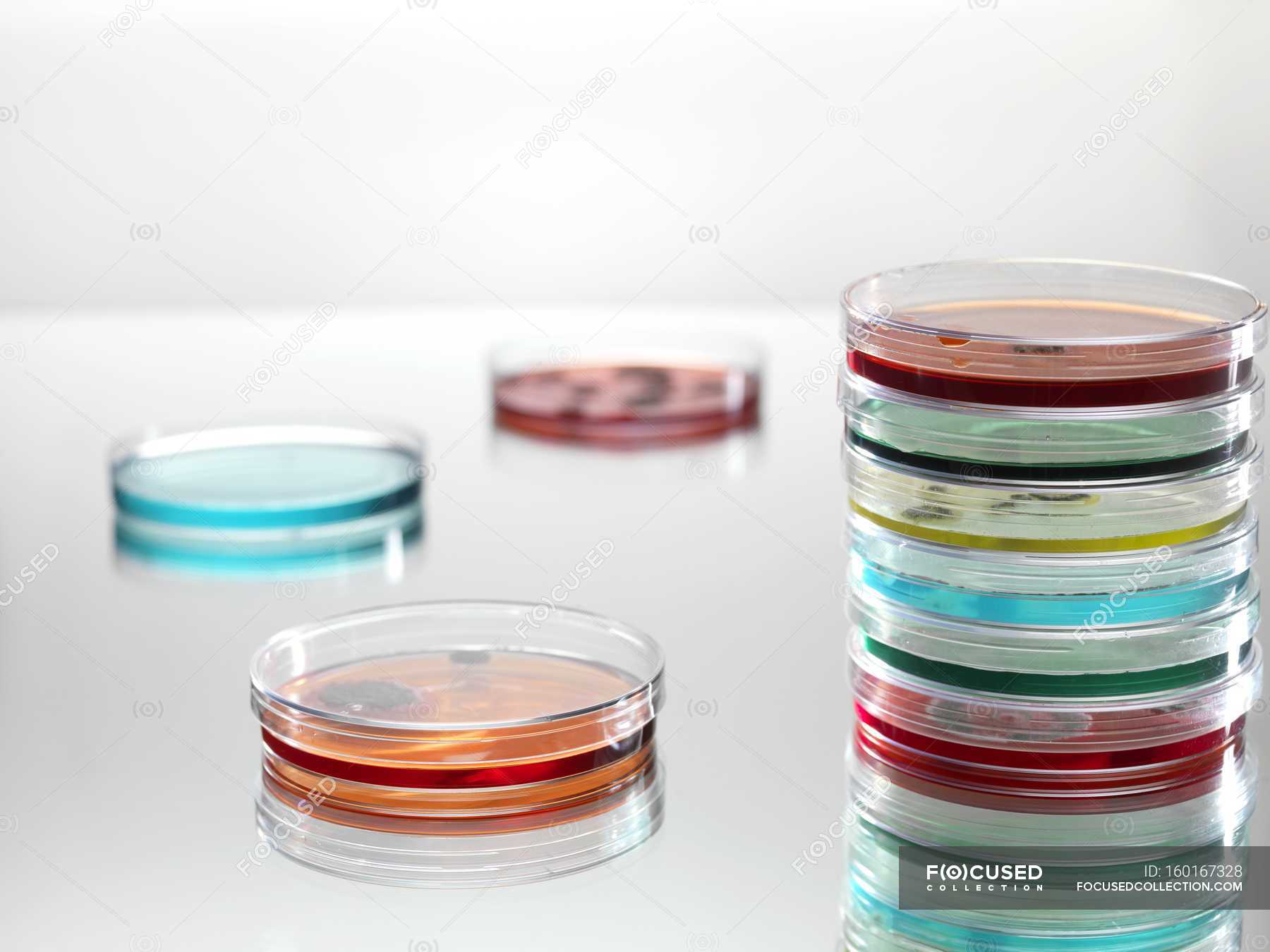 Petri dishes with colorful liquids for microbiology research. — science,  Studio Shot - Stock Photo | #160167328