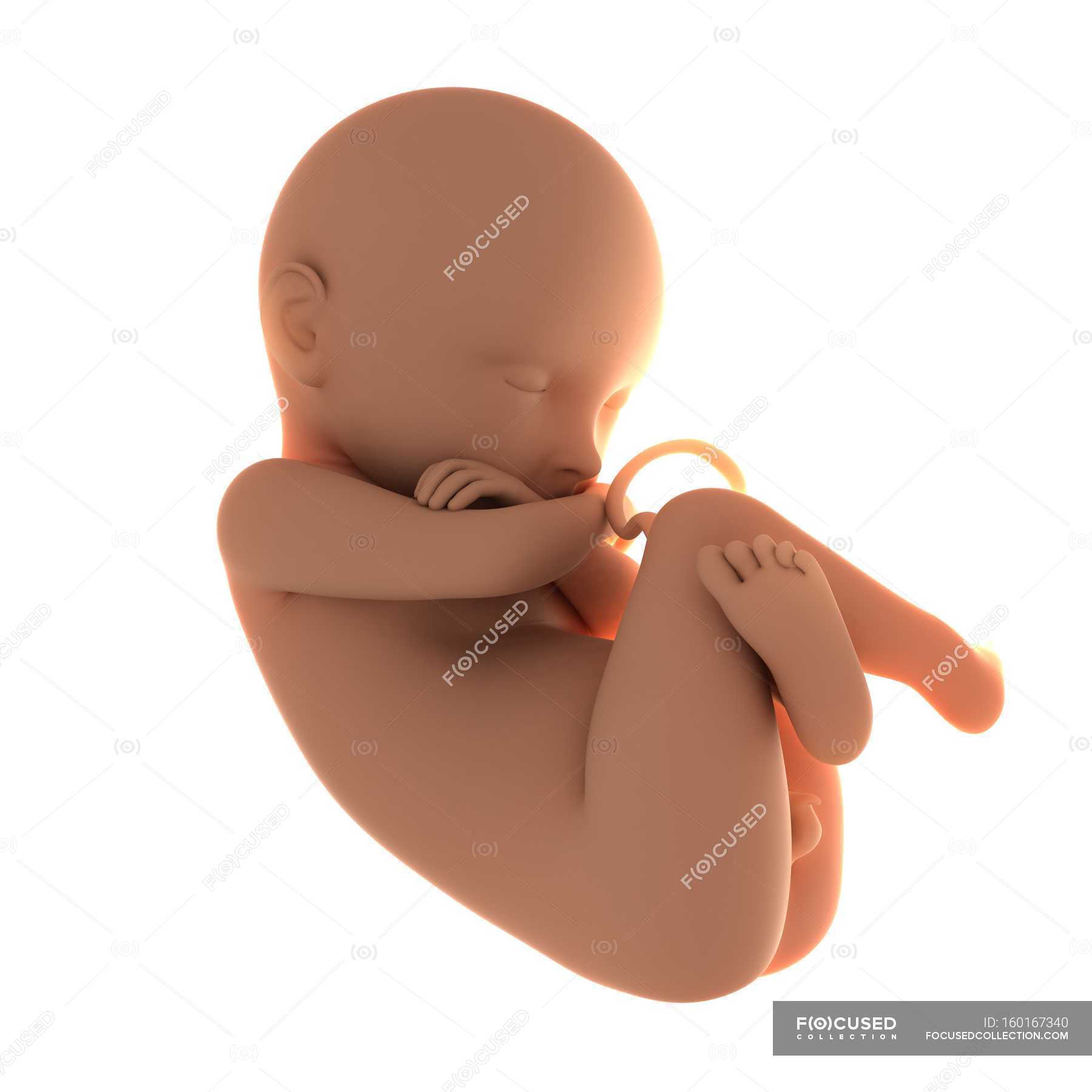 view-of-full-term-fetus-development-human-representation-stock