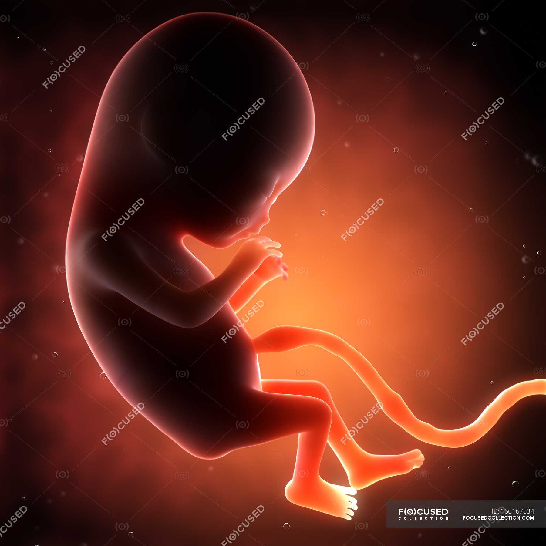 two-month-old-fetus-medicine-human-reproduction-stock-photo