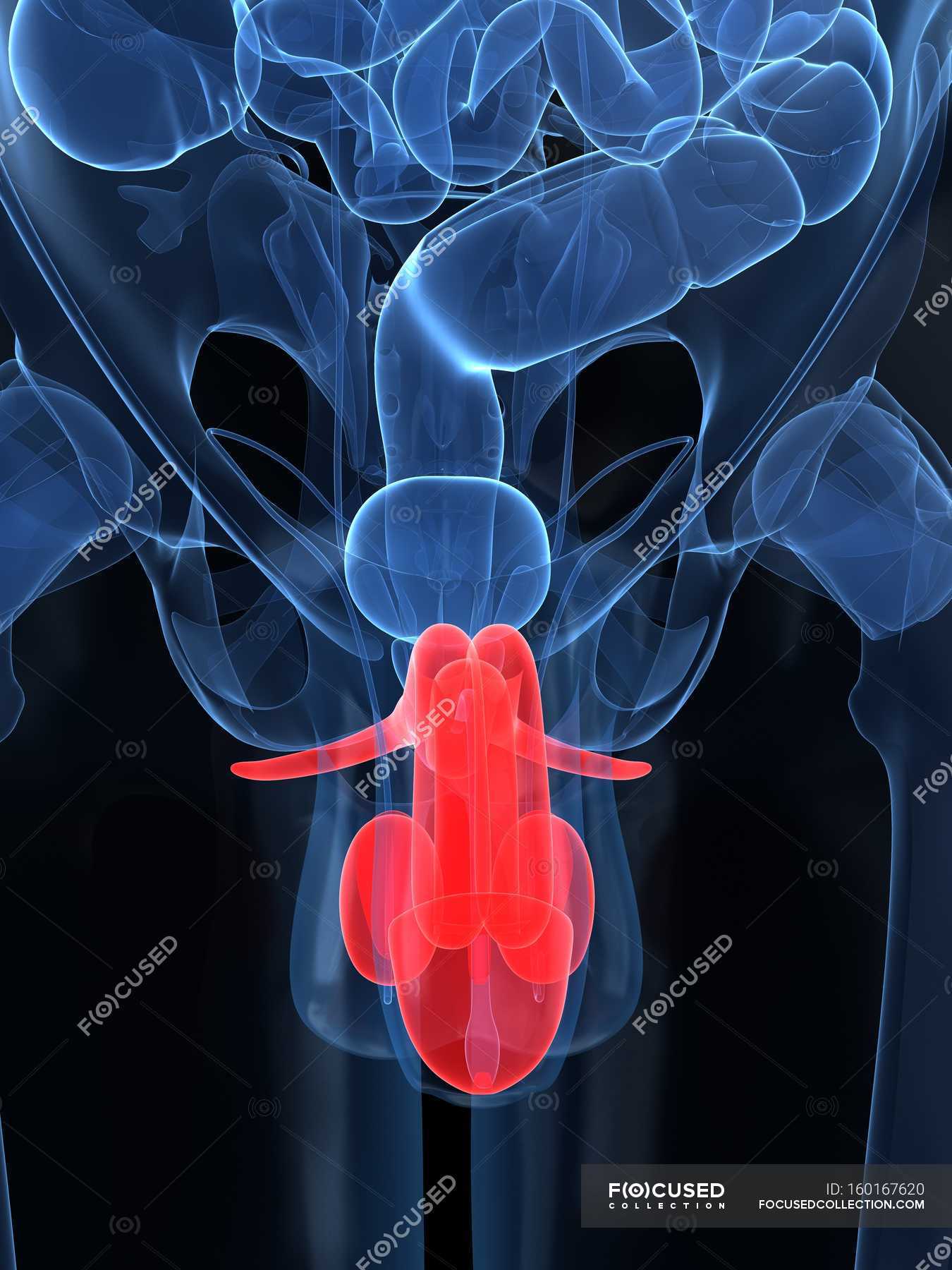 male-reproductive-system-human-reproduction-medicine-stock-photo