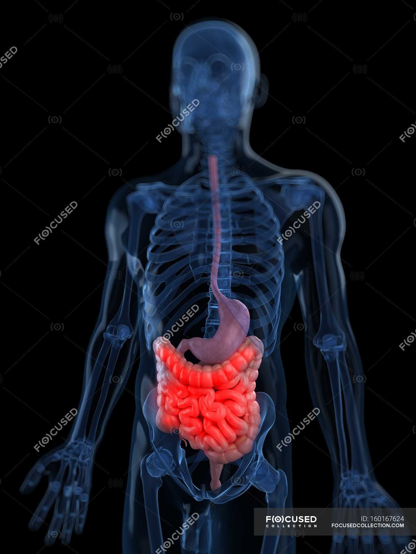 Visual rendering of Abdominal pain — Human Body Part, healthcare ...