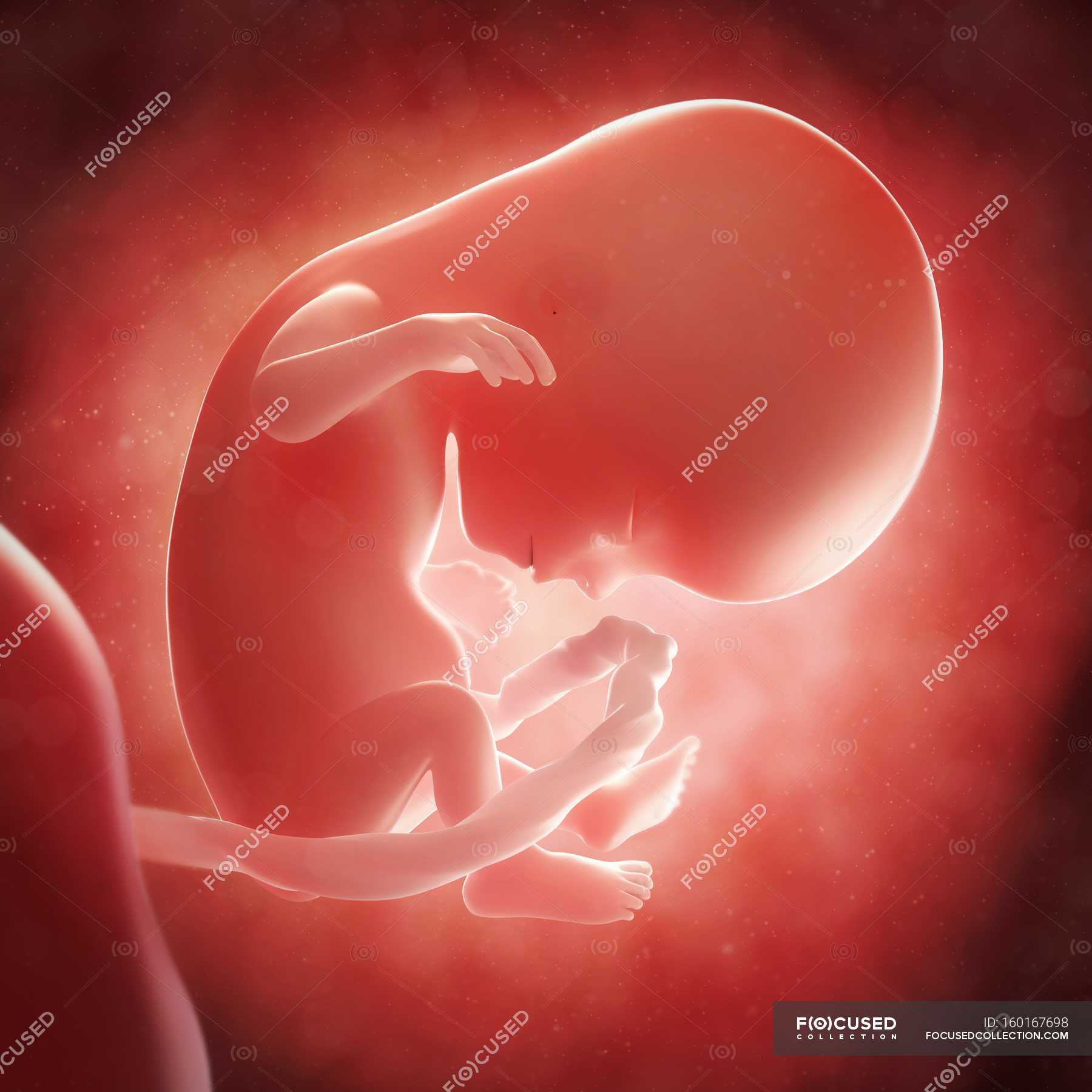 14 недель б. Зародыш человека в 14 недель. Эмбрион на 14 неделе беременности.
