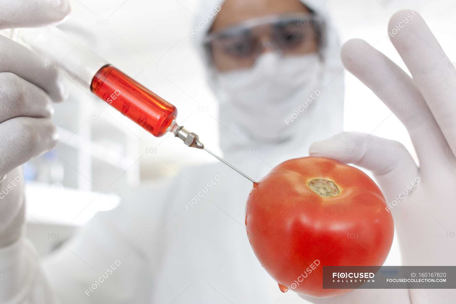 Scientist injecting tomato with syringe with red liquid, conceptual ...