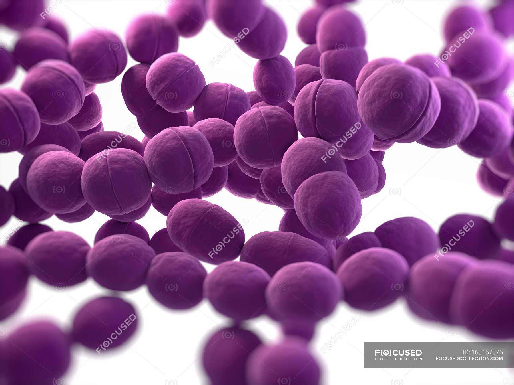 Streptococcus bacteria structure — rod shaped, pathogen - Stock Photo