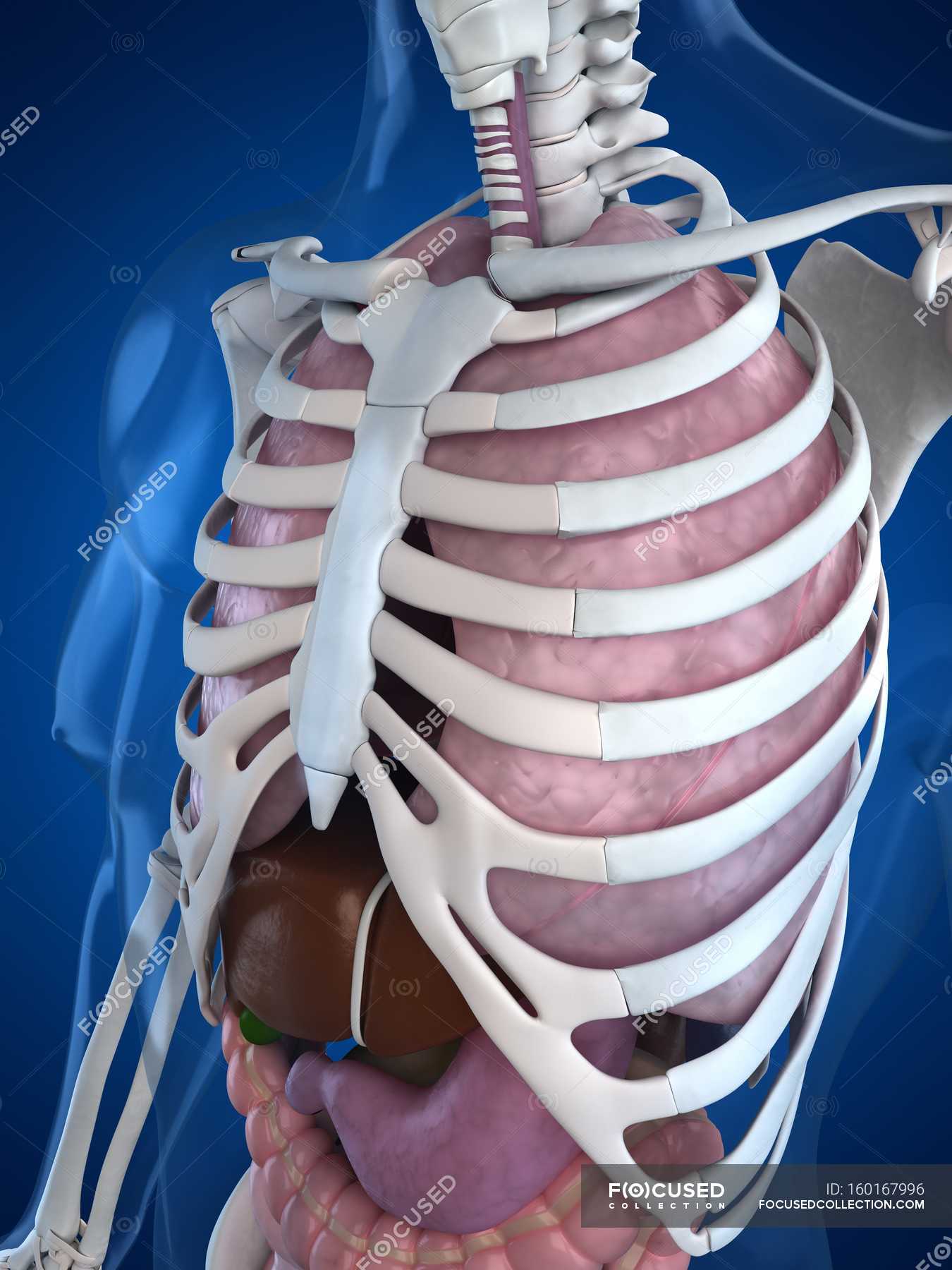 Human upper body anatomy — Representation, human biology - Stock Photo ...