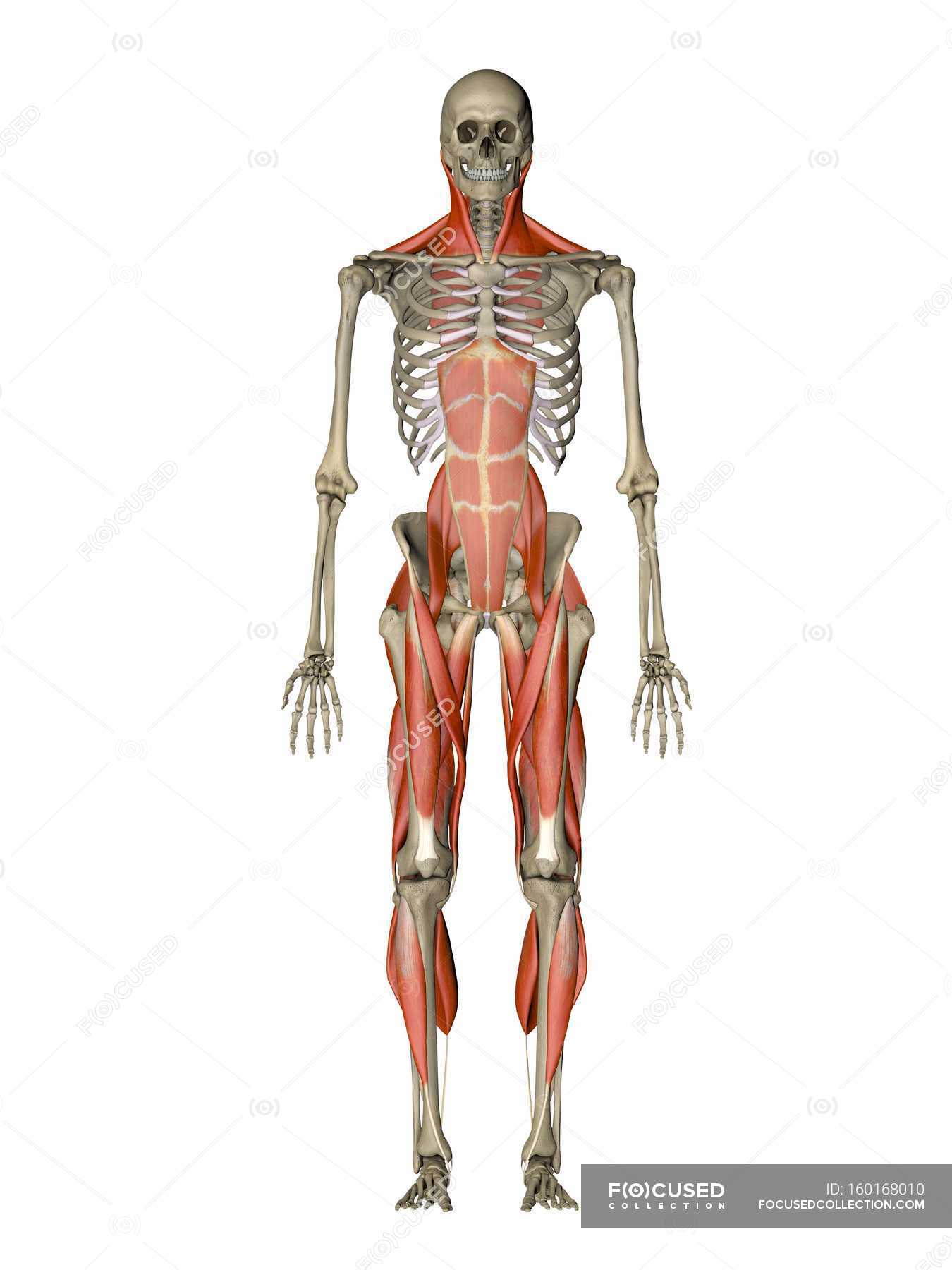 Muscles controlling human posture — anatomy, medical illustration