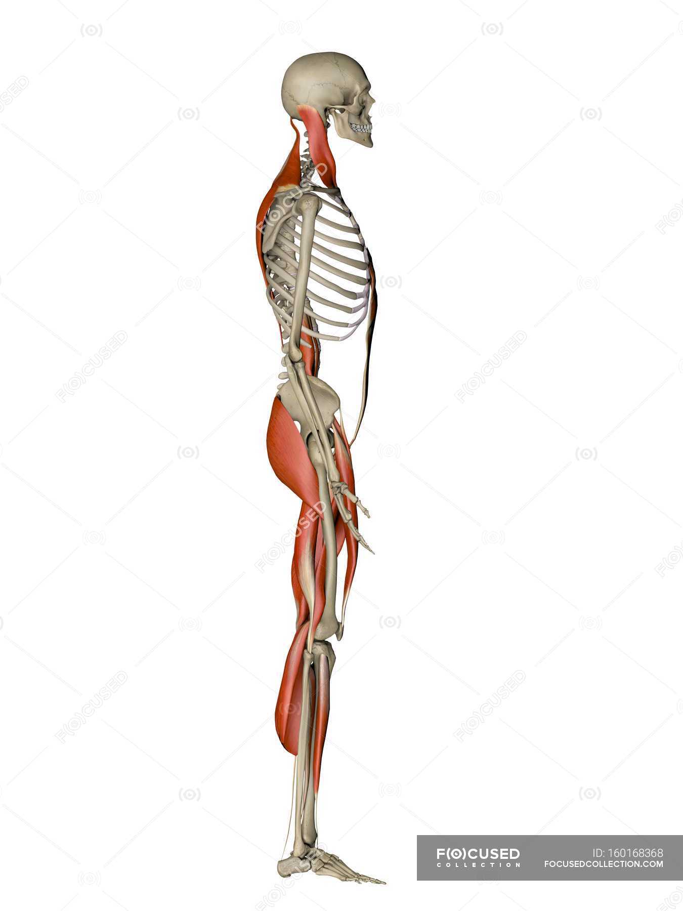 Muscles controlling human posture — illustration, human anatomy - Stock