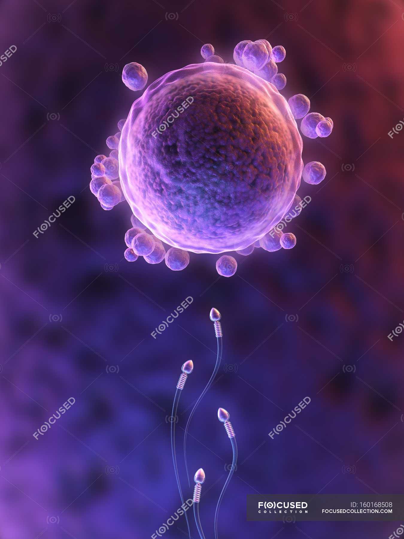 artwork-of-human-fertilization-round-biological-stock-photo