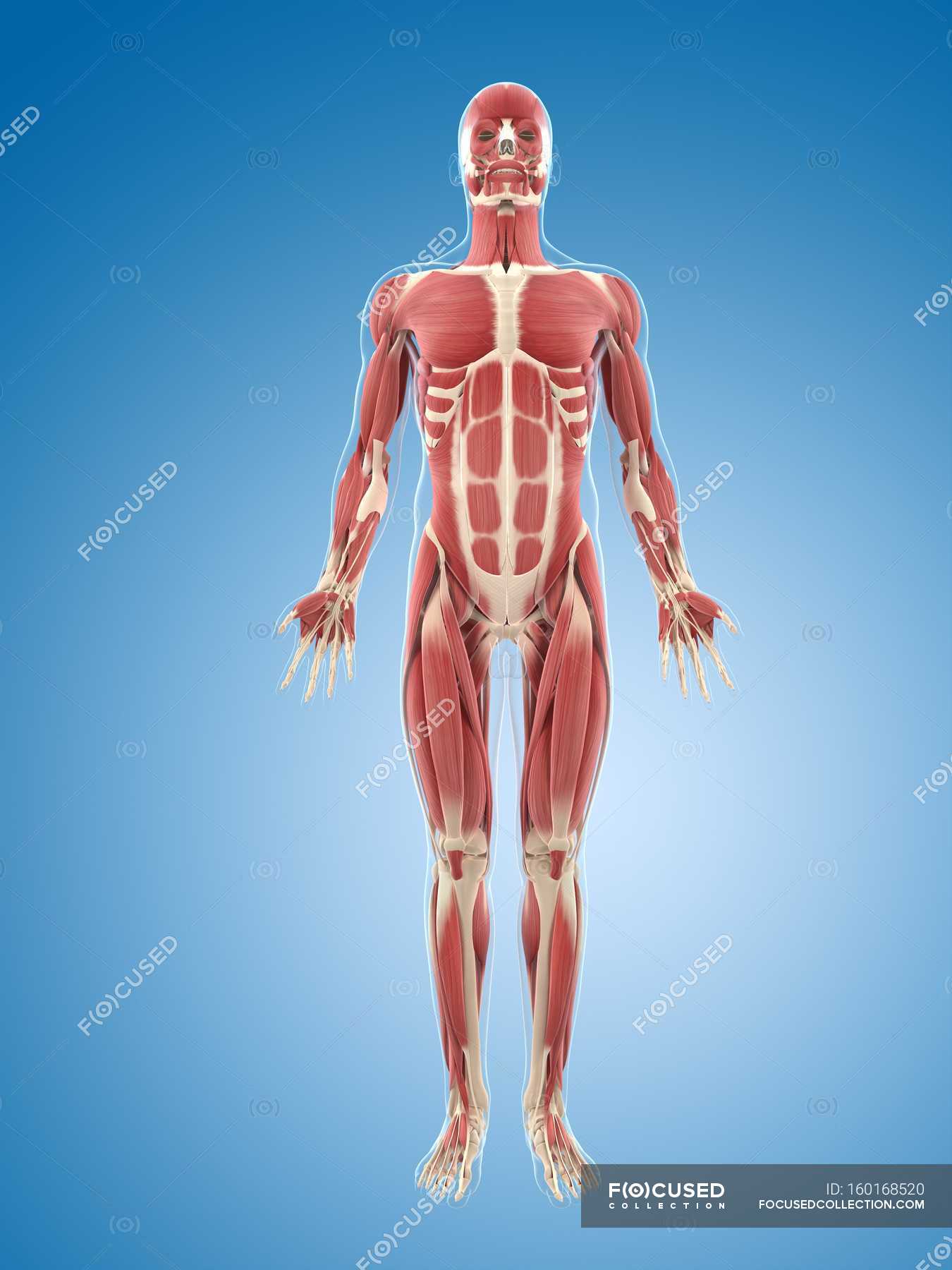 Front Body Musculature Human Body Front View Stock Photo 160168520