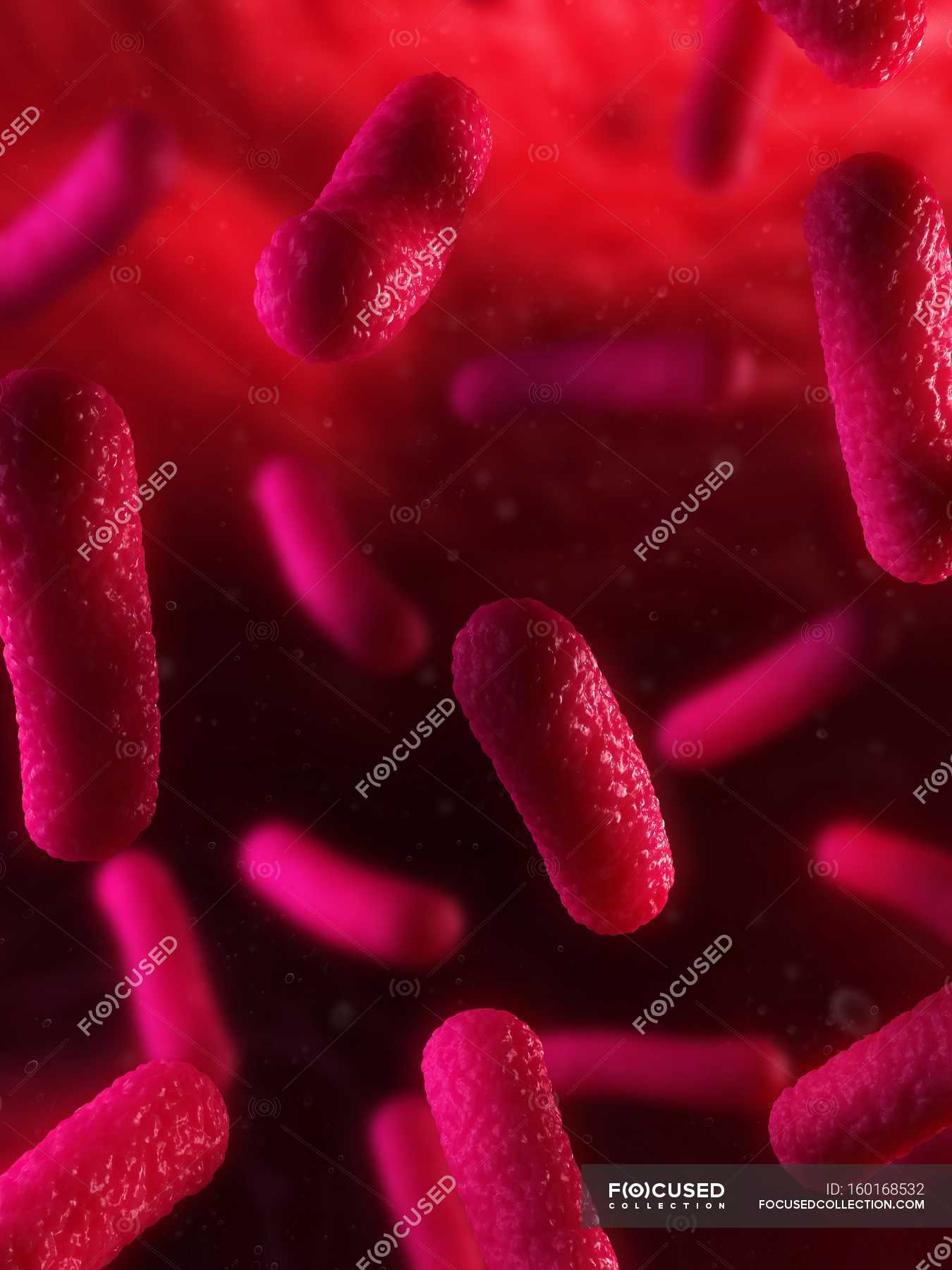 rod-shaped-bacteria-infecting-organism-danger-micro-organisms