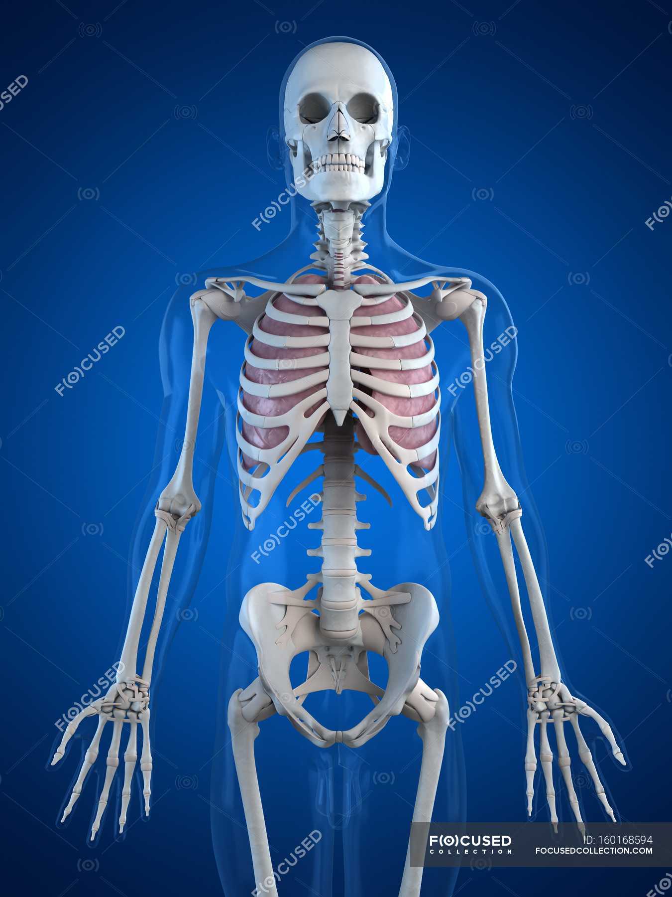 Human Lungs In Rib Cage Human Anatomy Rendering Stock Photo