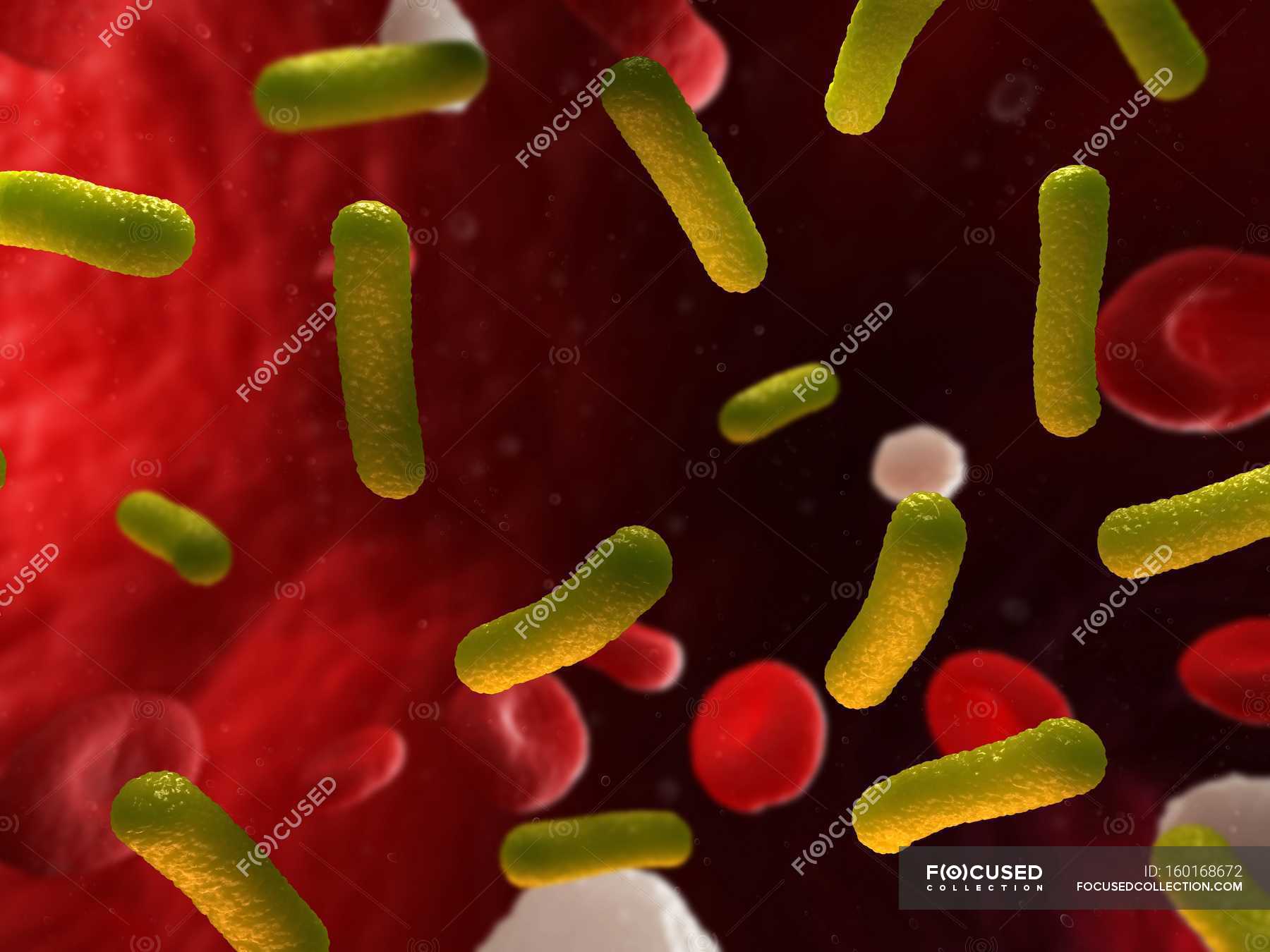 Pathogenic Bacteria In The Blood Stream Healthcare Bacterial Stock   Focused 160168672 Stock Photo Pathogenic Bacteria In The Blood 