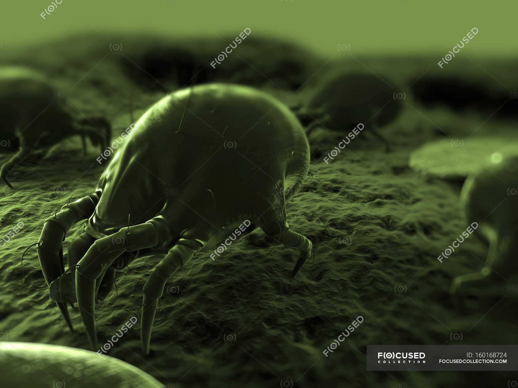 Common house dust mite — close up, invertebrate Stock Photo 160168724