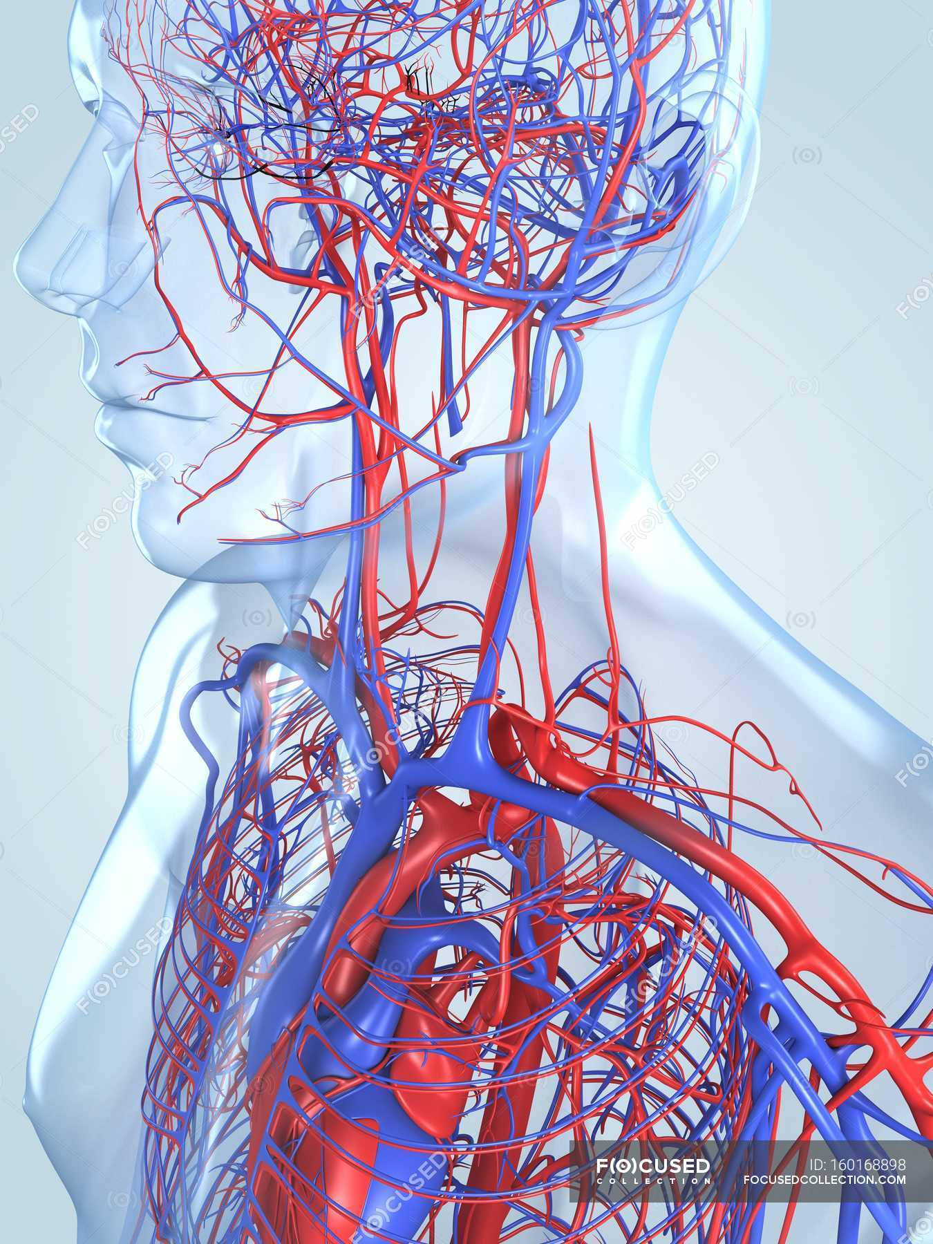 Cardiovascular system of an adult — blood vessels, human biology ...