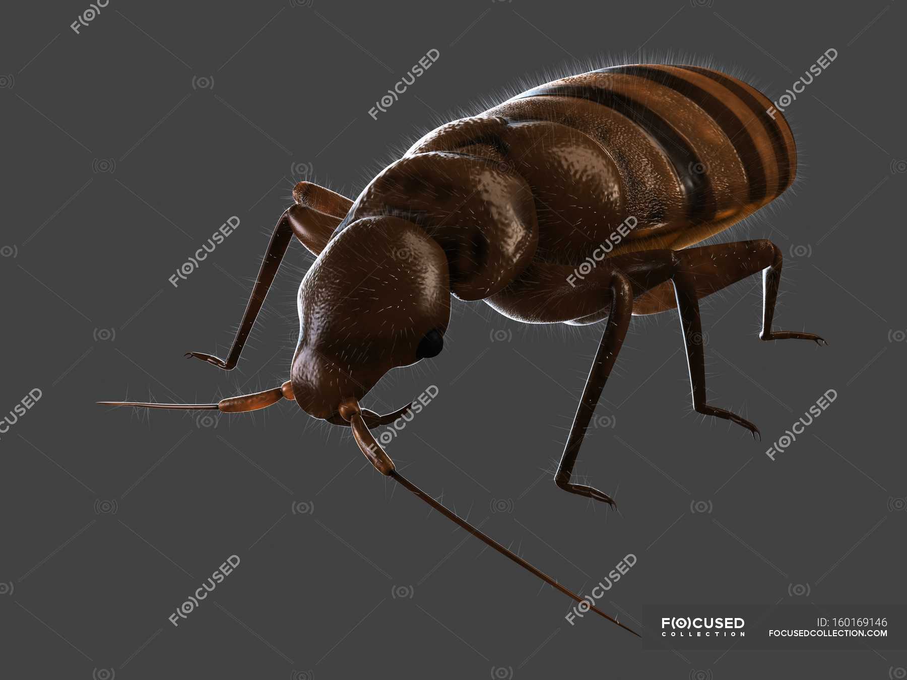 Cimex Sp Stock Photos Royalty Free Images Focused   Focused 160169146 Stock Photo Blood Sucking Common Bedbug 