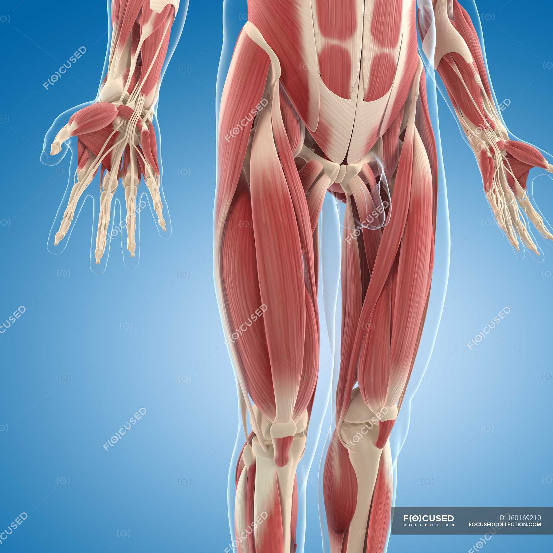Lower Body Musculature Human Anatomy Medicine Stock Photo 160169210