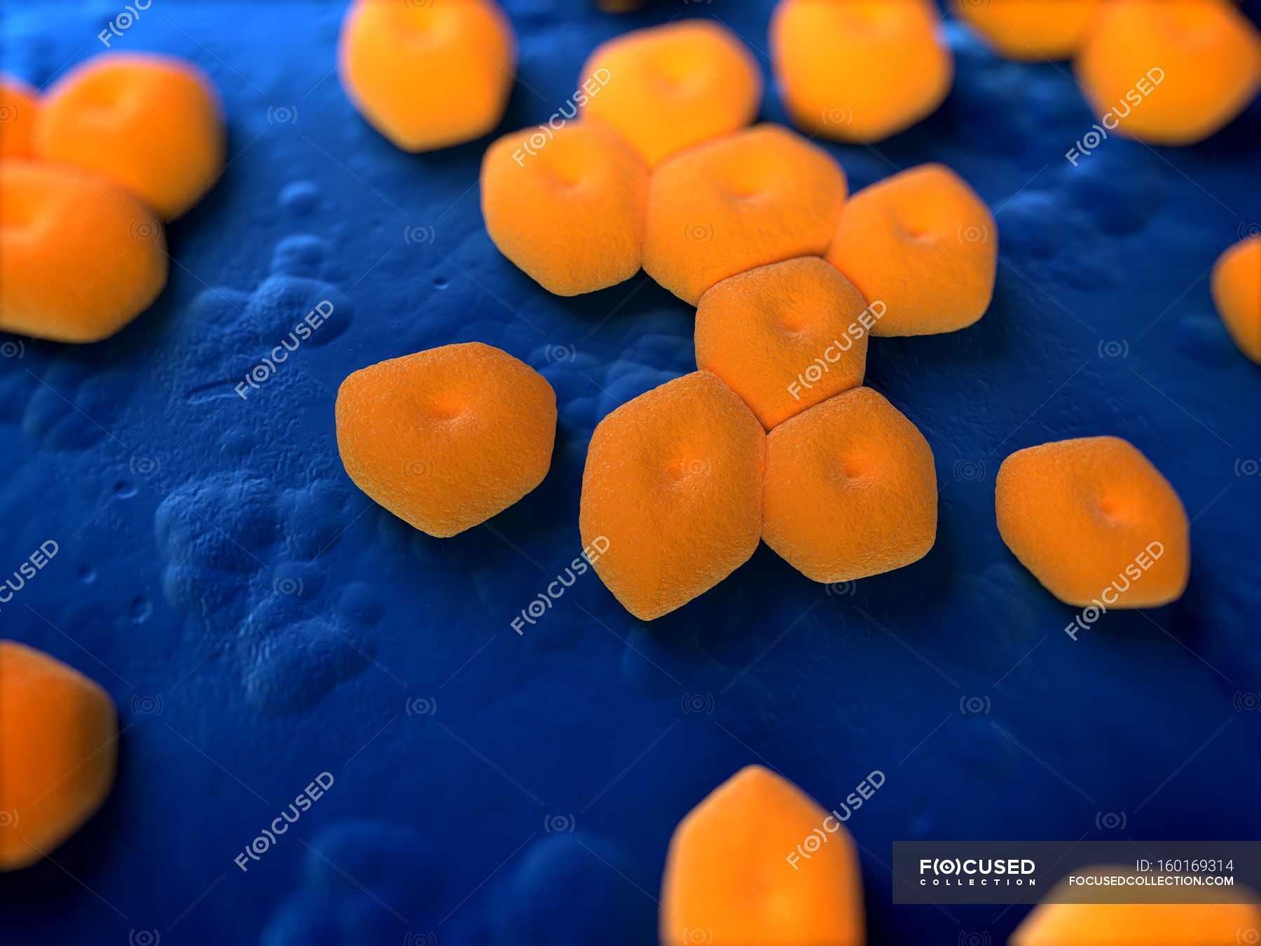 Acinetobacter sp - Stock Photos, Royalty Free Images | Focused