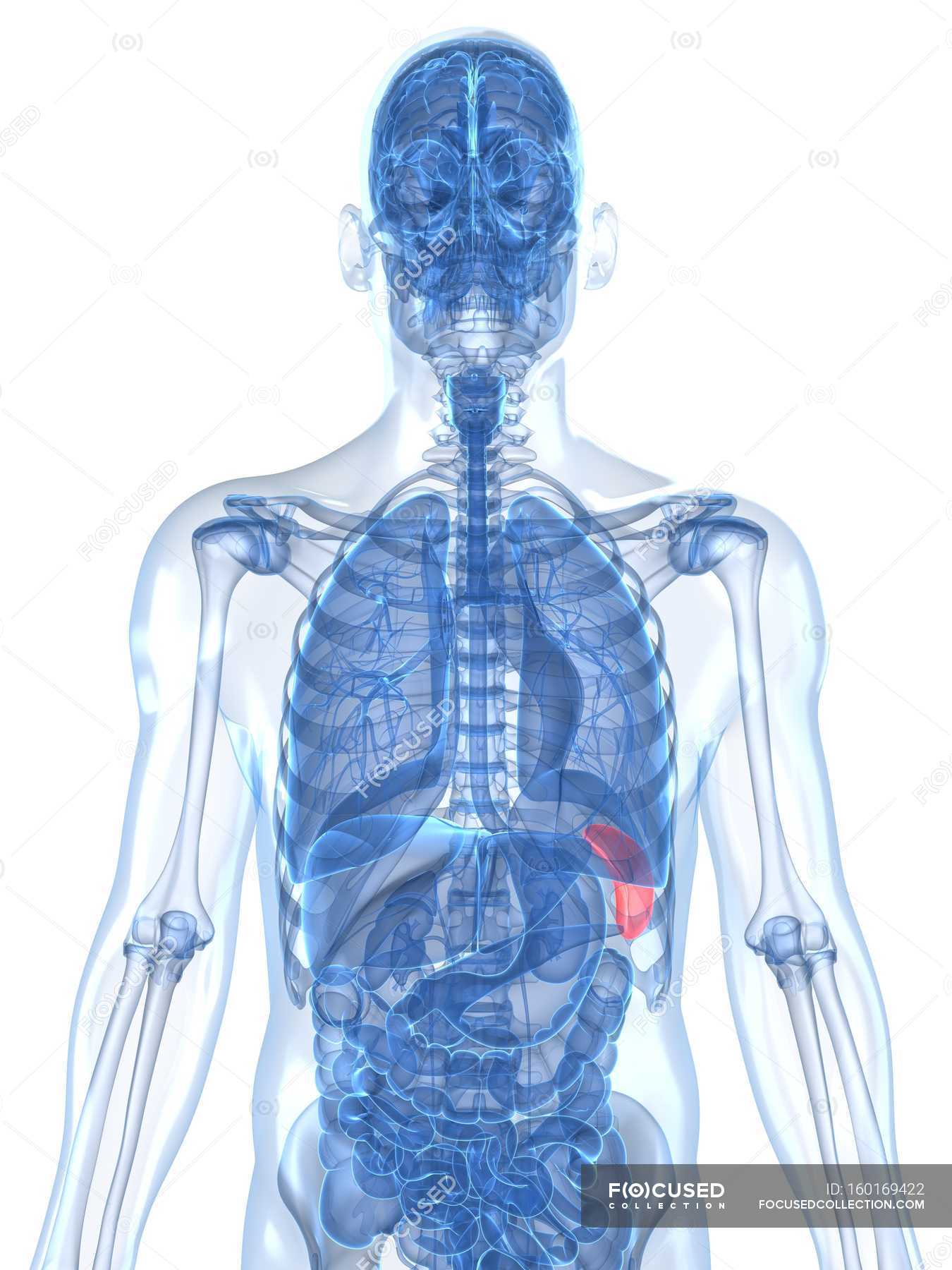 View of Healthy spleen — xray, internal organ - Stock Photo | #160169422