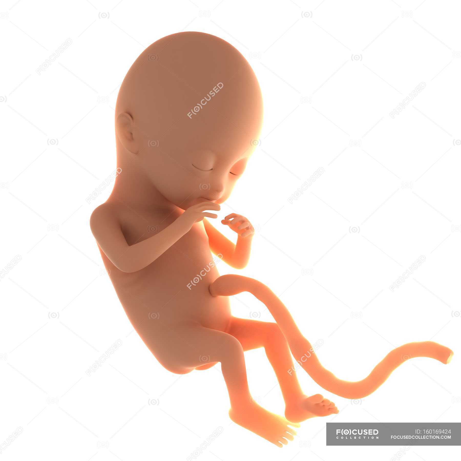 two-month-old-fetus-biology-scientific-illustration-stock-photo