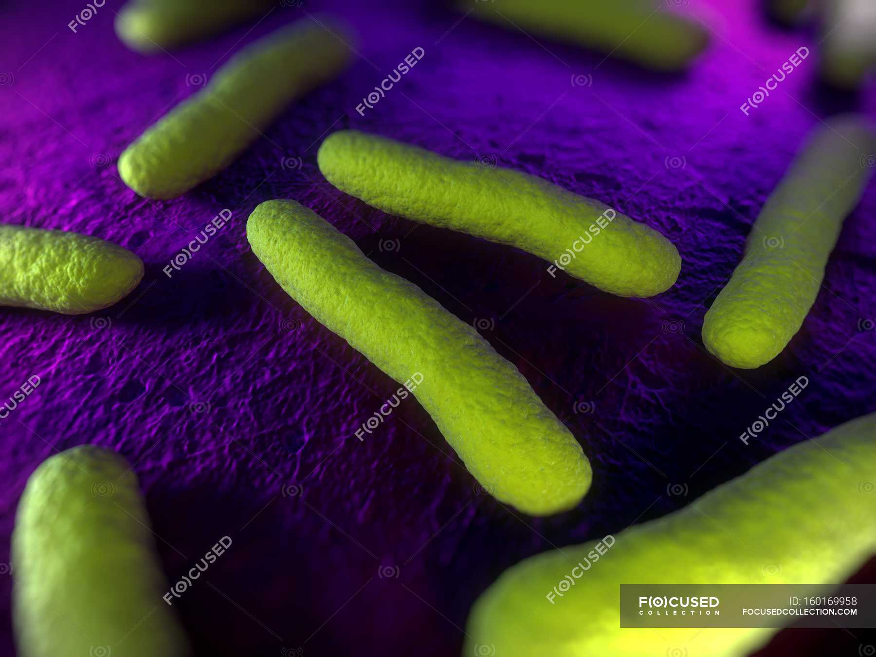 Rodshaped bacterial organisms — microbiology, bacteriology Stock