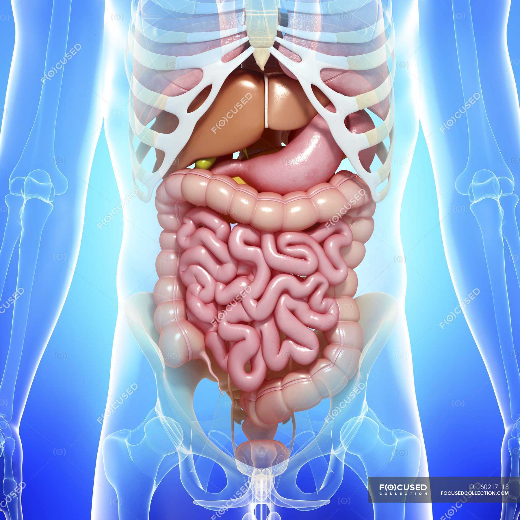 Healthy digestive system — human anatomy, physiology - Stock Photo ...