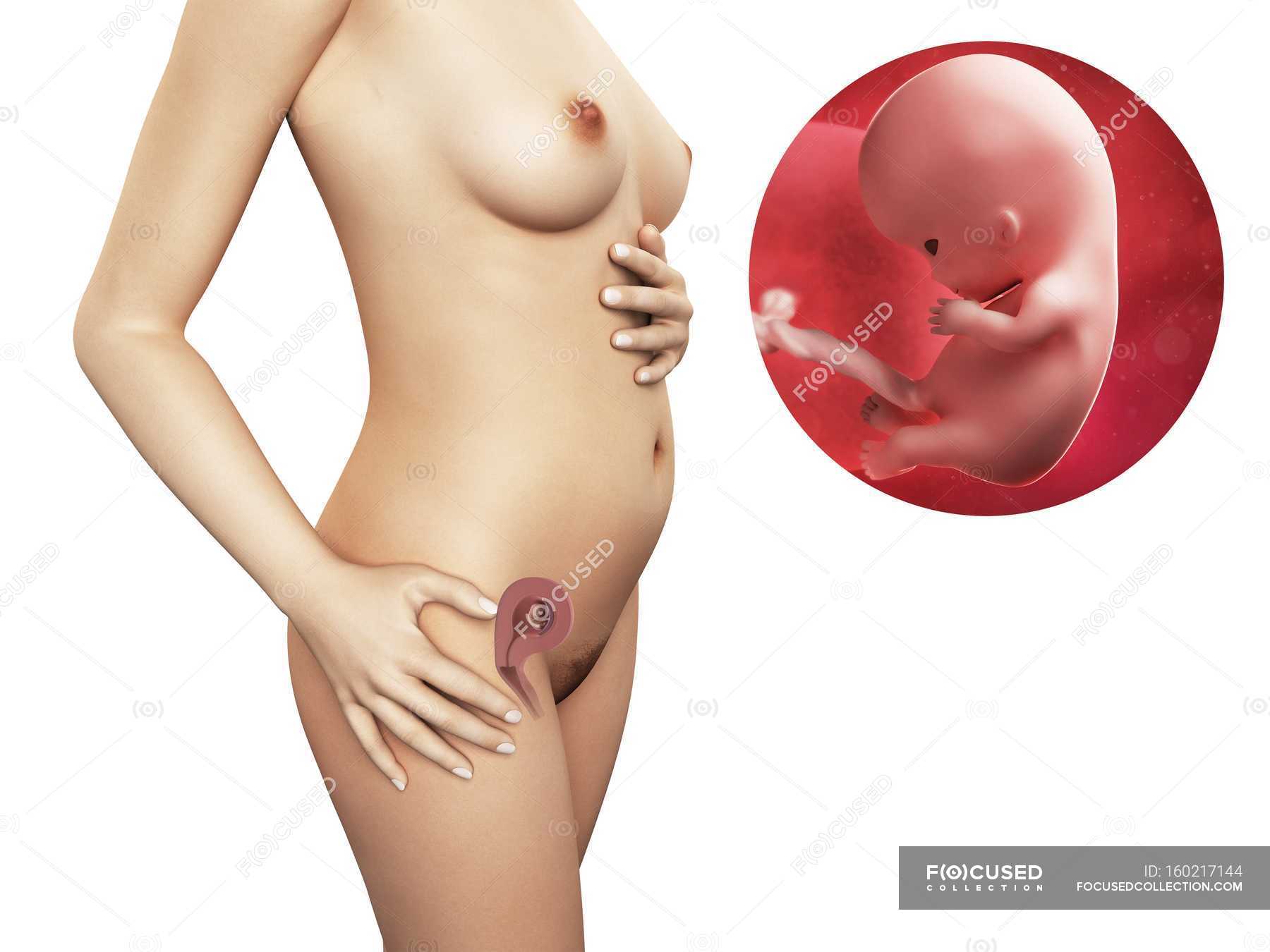 10 неделя беременности от зачатия