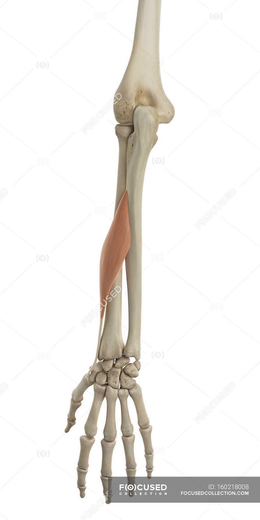 Lower Arm Bone Structure And Functional Anatomy Structural Anatomy Digitally Generated Stock Photo 160218008