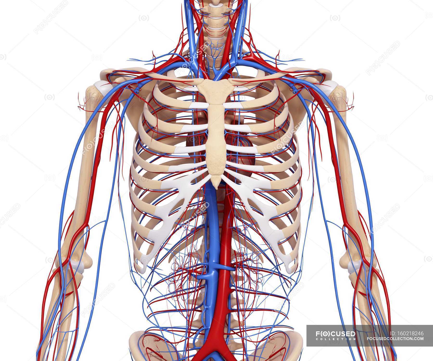 Human Cardiovascular System Sternum Circulation Stock Photo