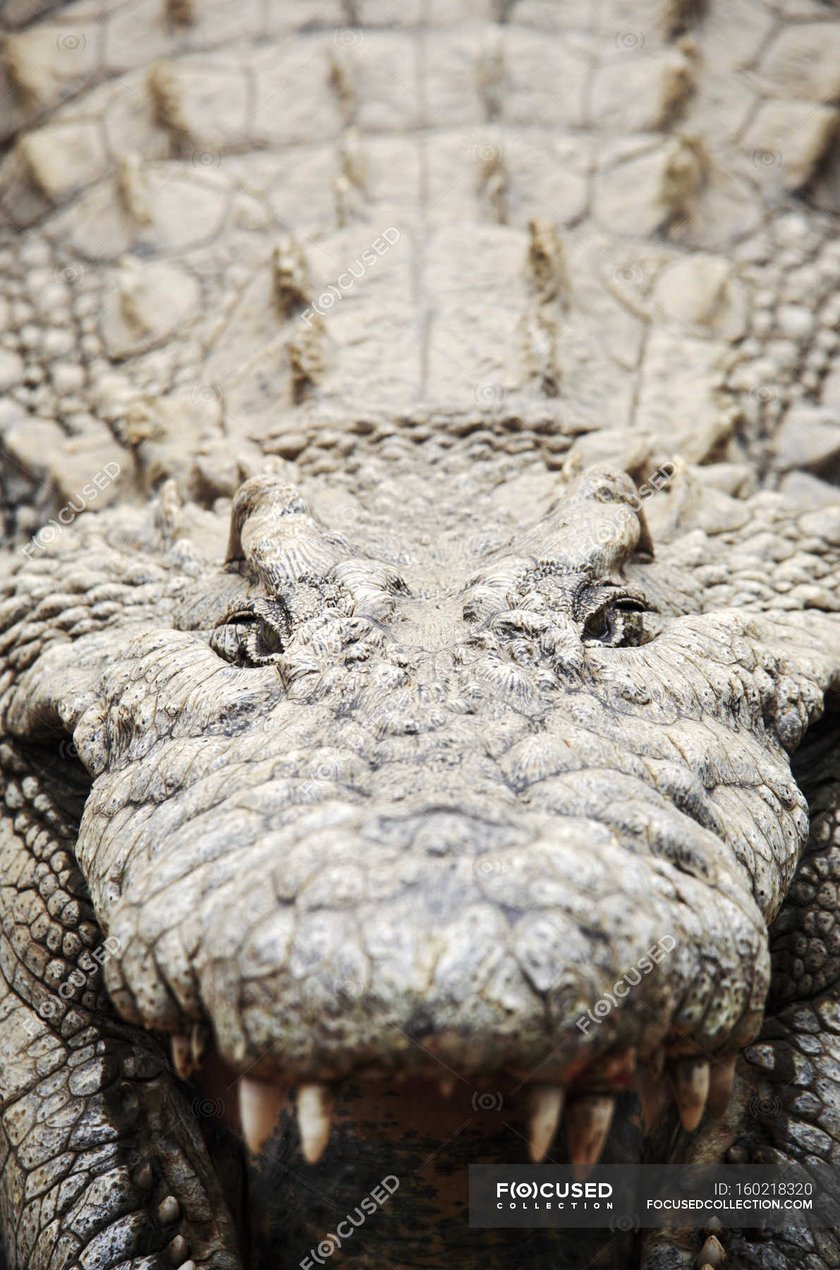 Nile crocodile with jaws open, Mpumulanga, South Africa. ??? biological