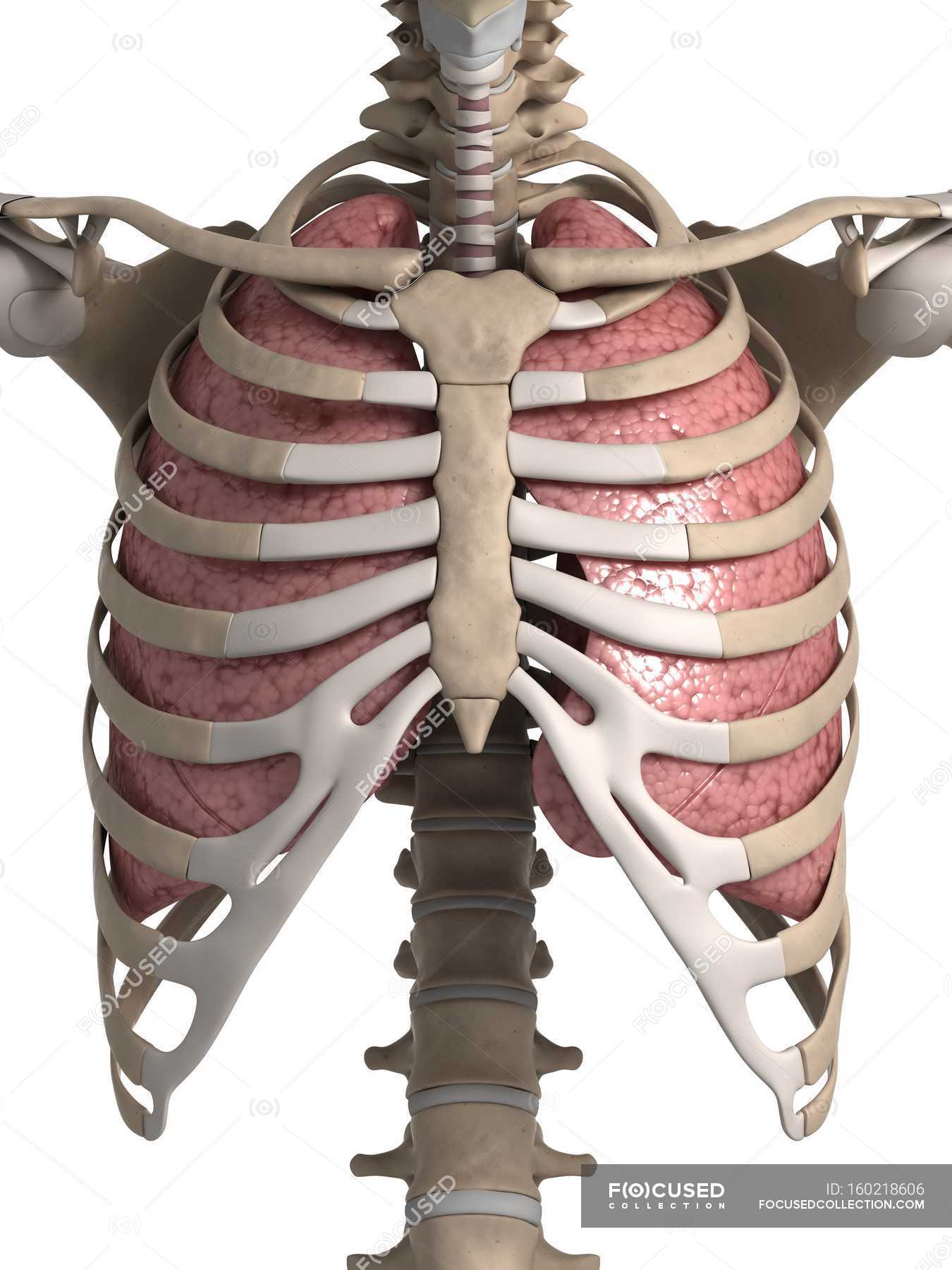 Human Lungs With Ribcage Biology Ribs Stock Photo 160218606