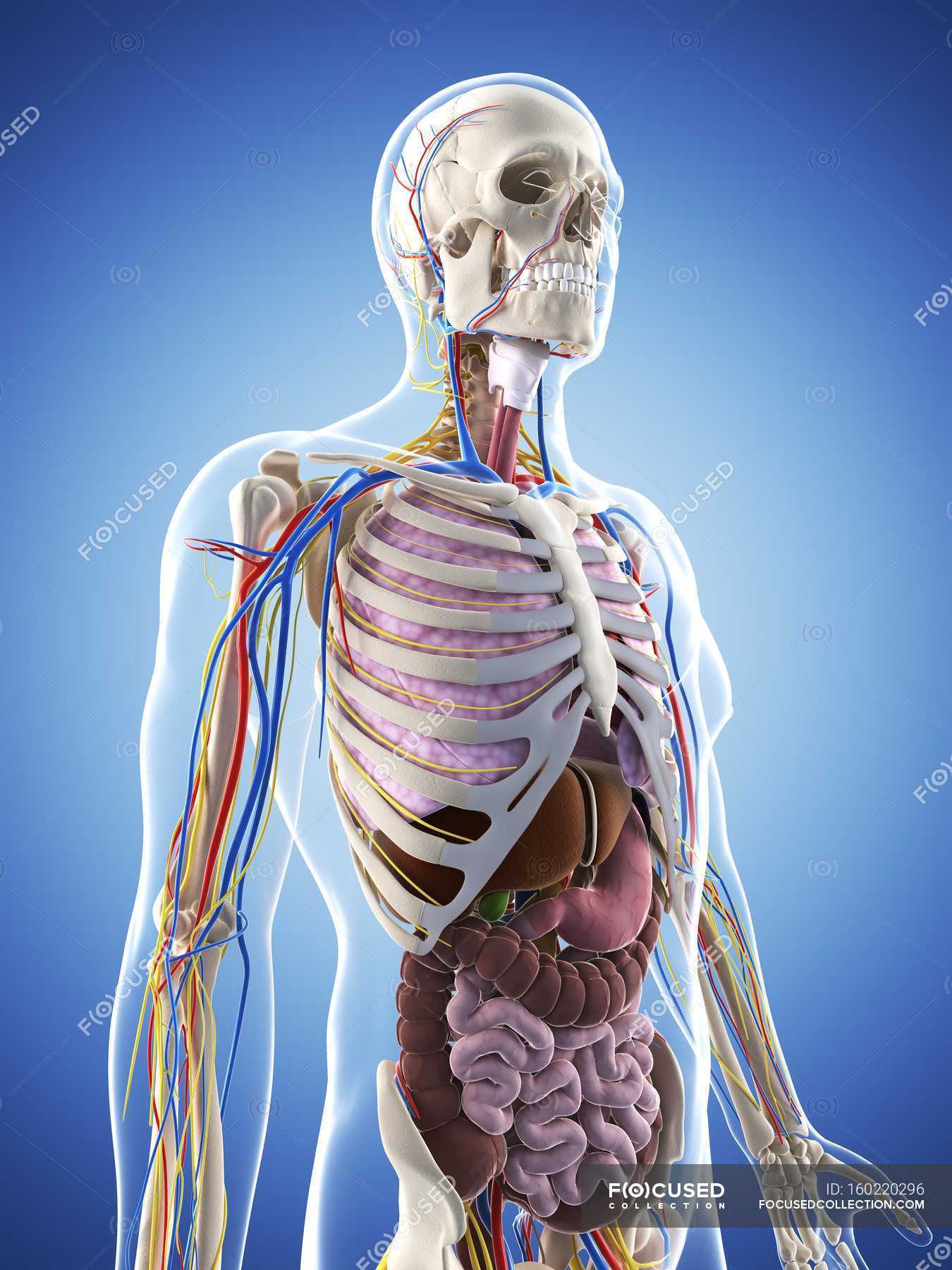 Adult male anatomy — cardiovascular system, healthy - Stock Photo ...