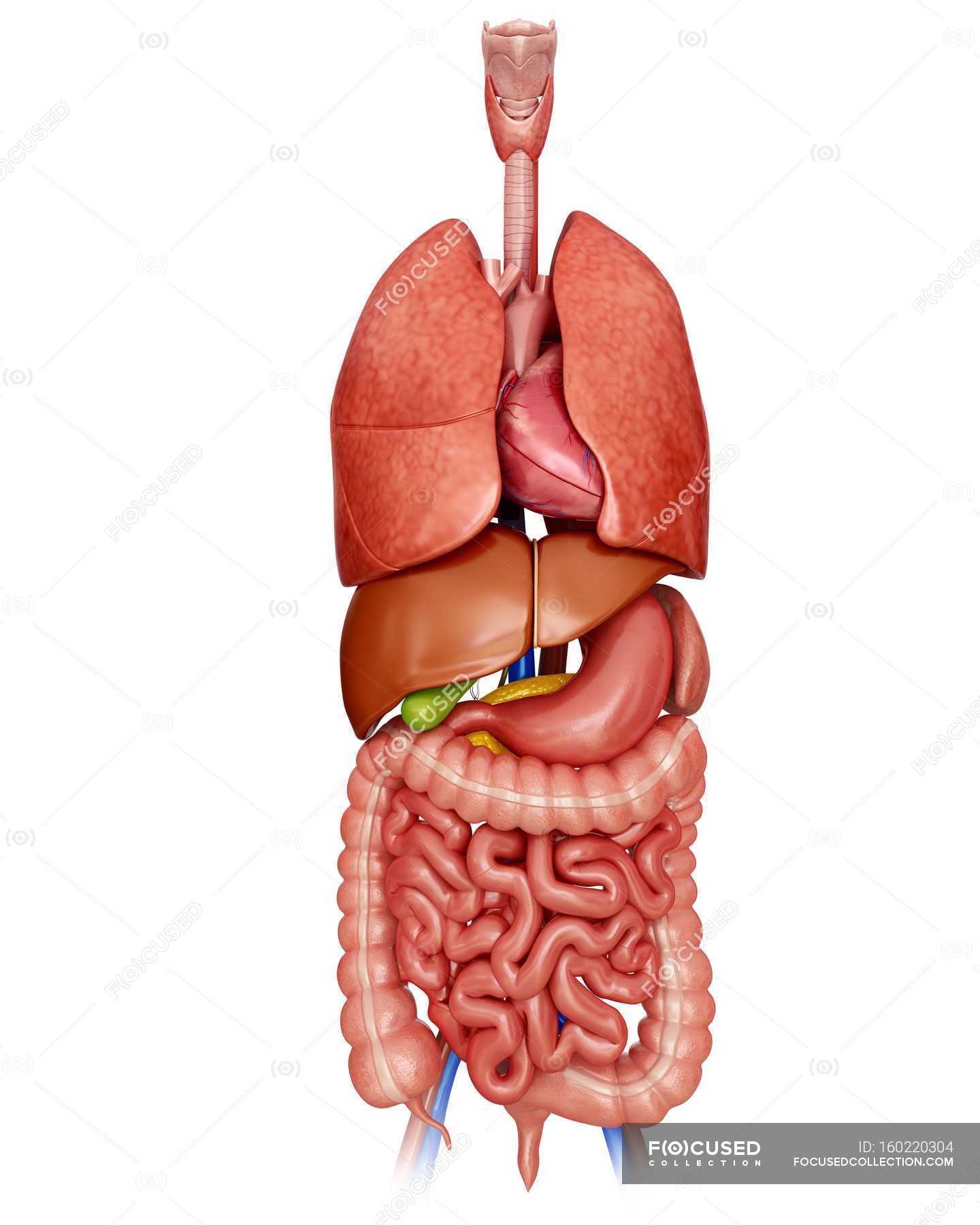 Internal organs and digestive system — anatomy, stomach - Stock Photo ...