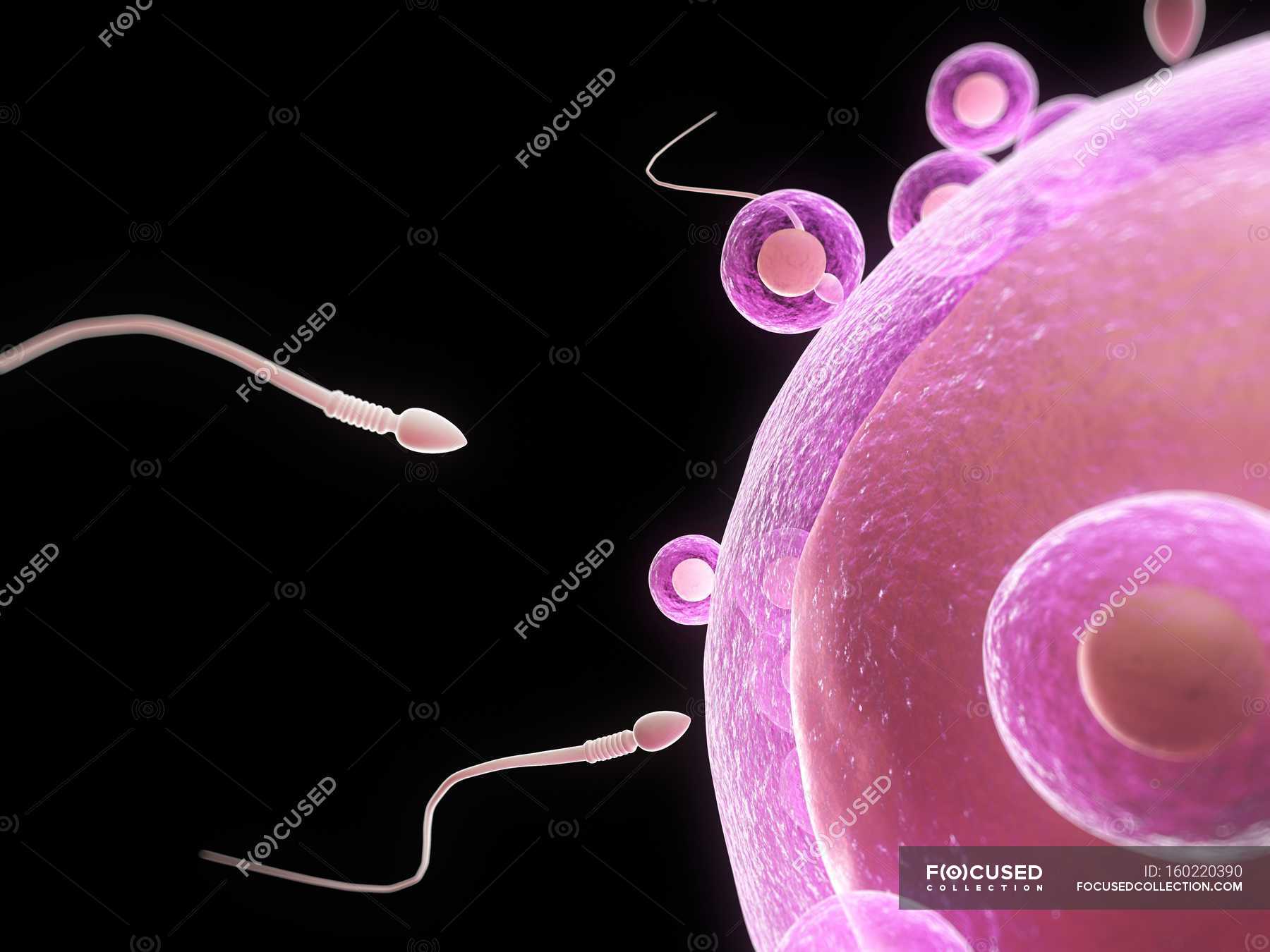 Зигота это оплодотворенная яйцеклетка. Яйцеклетка женщины. Строение яйцеклетки анатомия. Строение яйцеклетки егэ биология. Яйцеклетка.