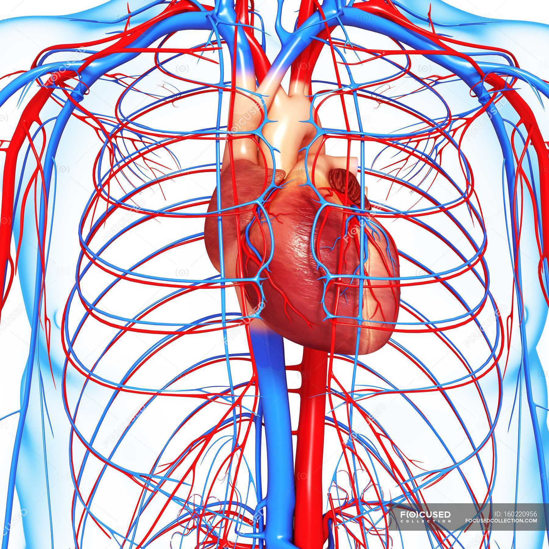Cardiovascular System With Emphasis On Heart Blood Supply Chest Stock Photo 160220956
