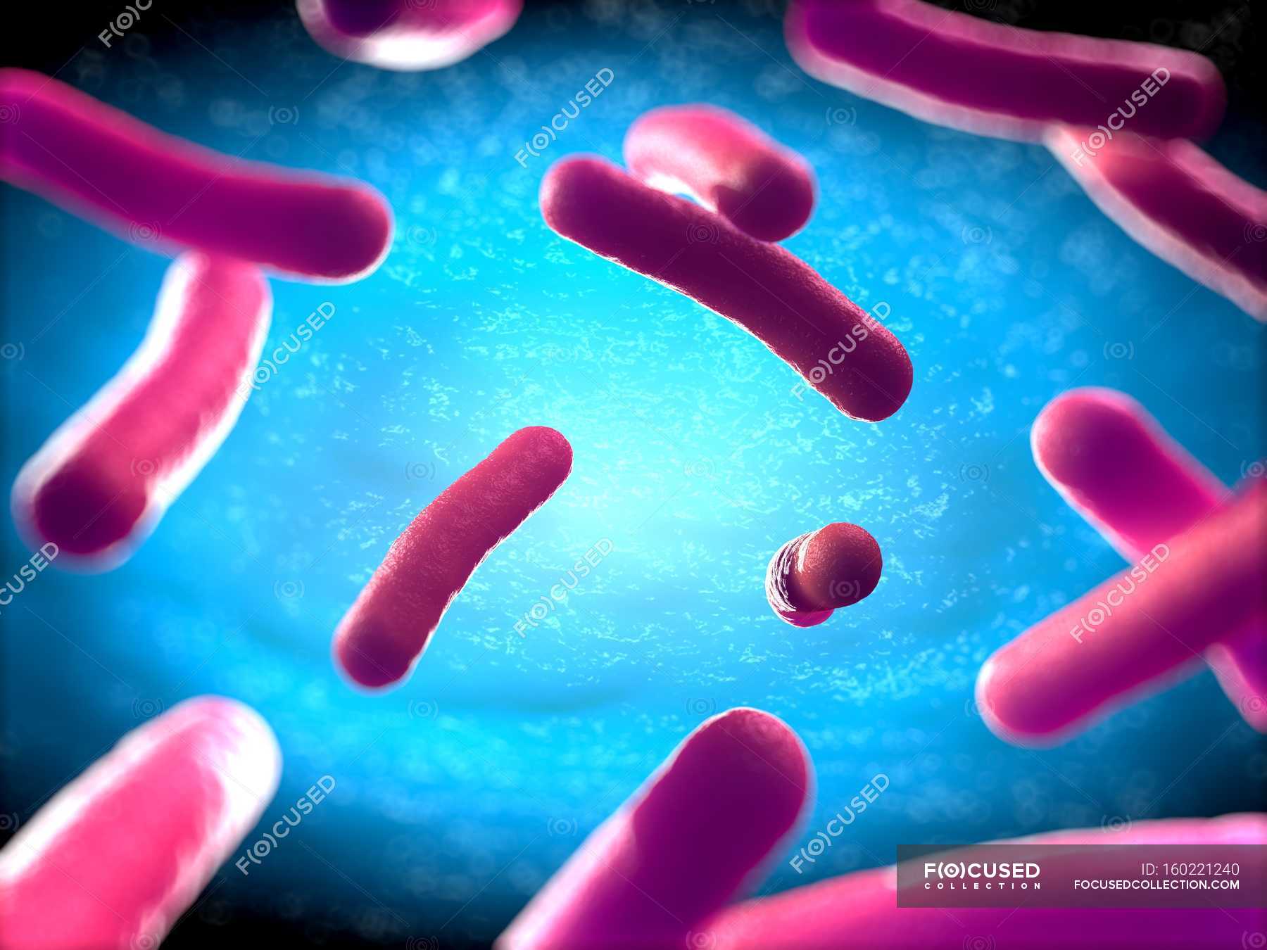 rod-shaped-bacteria-details-bacilli-stock-photo-160221240