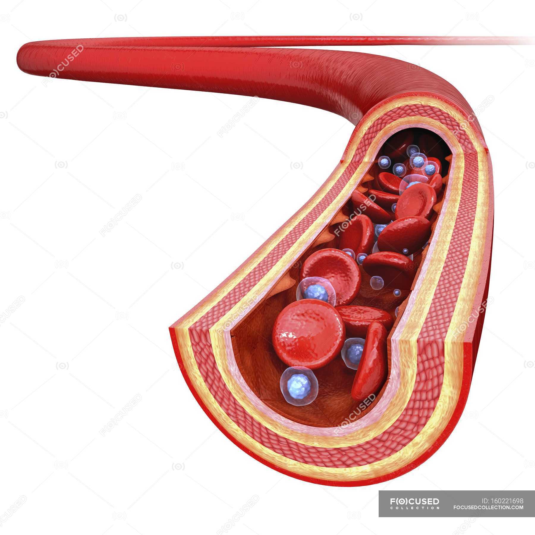 Human artery showing artery walls and bloodstream — healthy, white cell