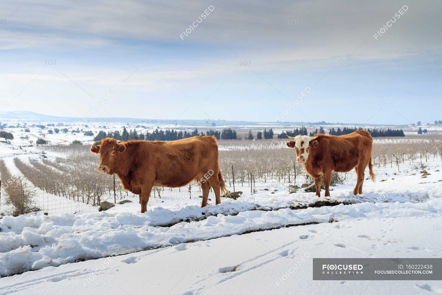 Коровы Зимой Фото