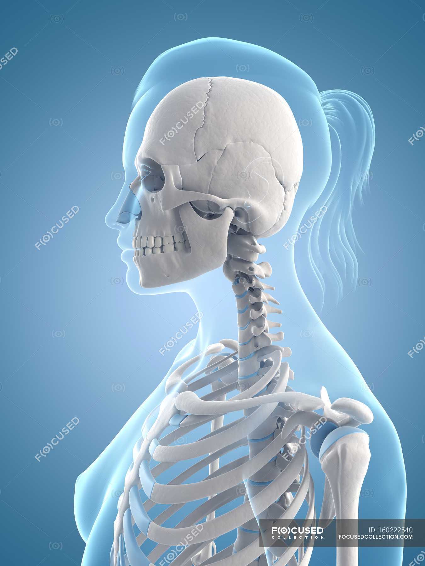 Upper-body skeletal system — side view, artwork - Stock Photo | #160222540
