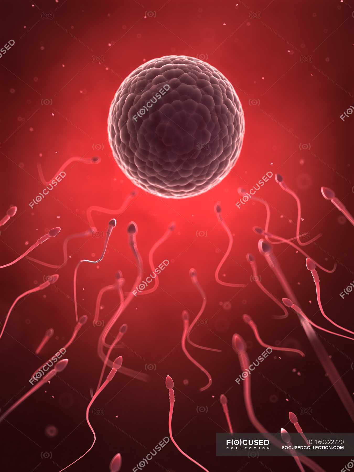 human sperm and egg