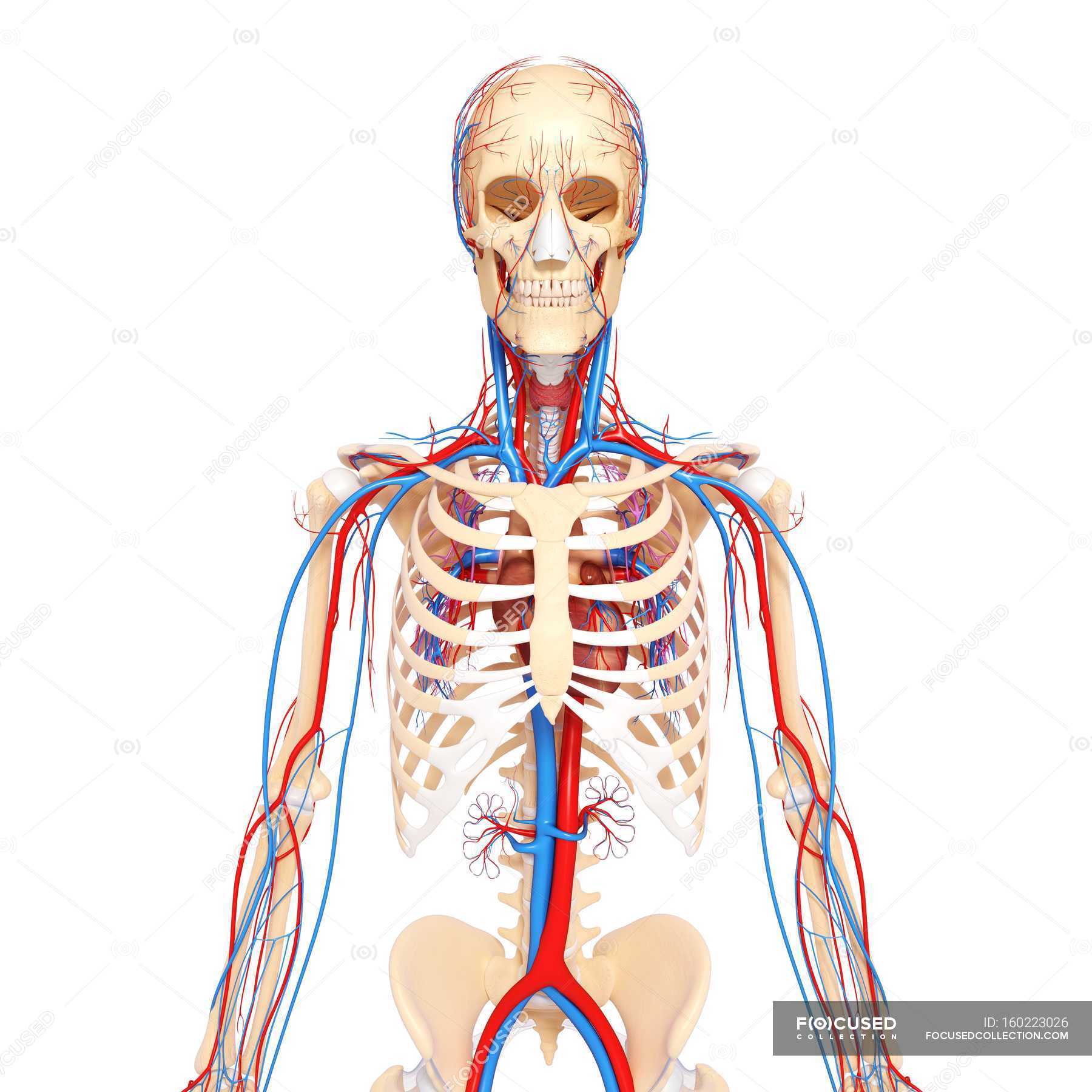 Interactive Art: Conquer The Cardiovascular System! - fvsq0pq