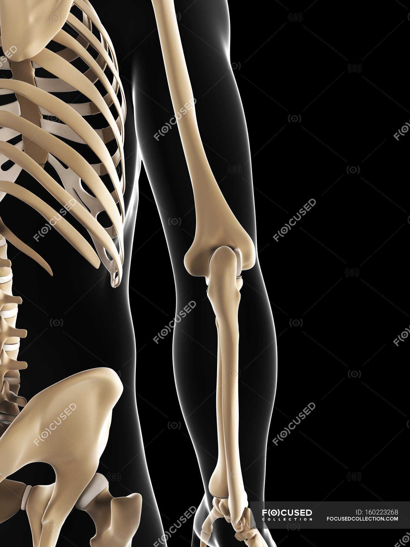 Elbow joint anatomy — black background, healthcare - Stock Photo