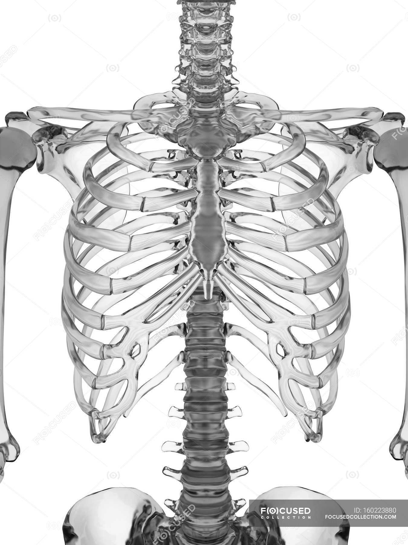 Schematic rendering of human skeletal system — Digitally Generated ...