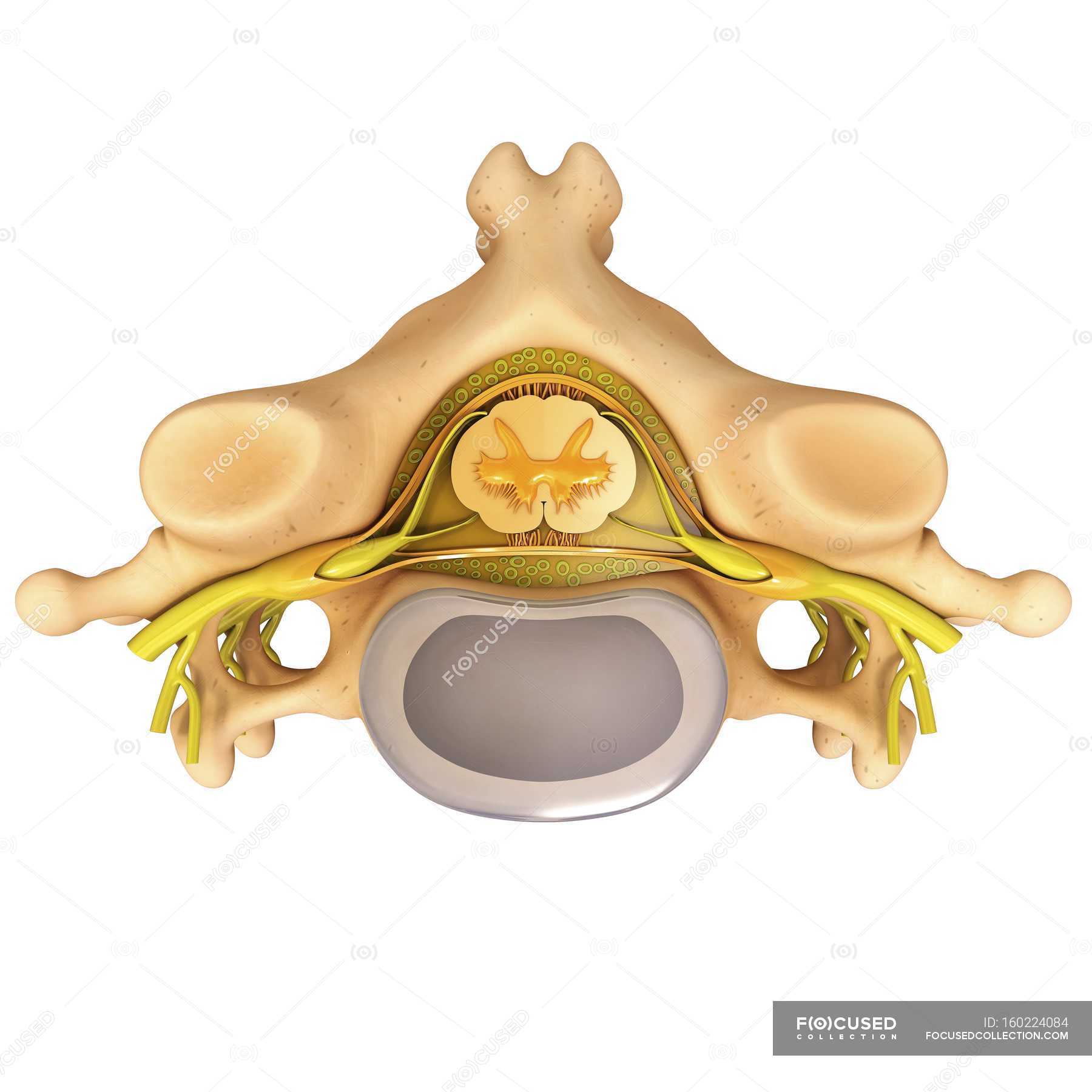 Human vertebra anatomy — foramen, spinous process - Stock Photo ...